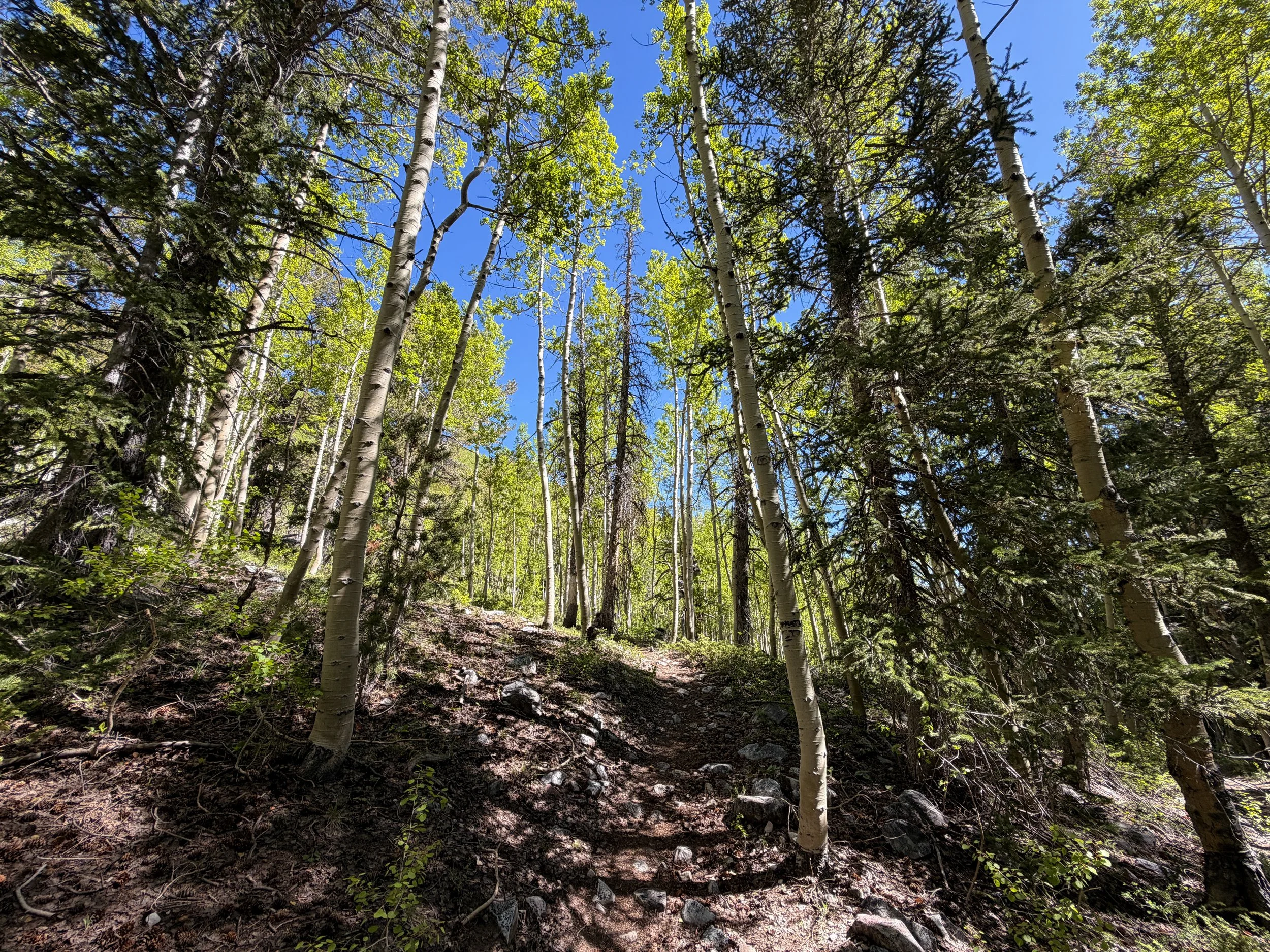 Baker Lake Trail Great Basin National Park Nevada