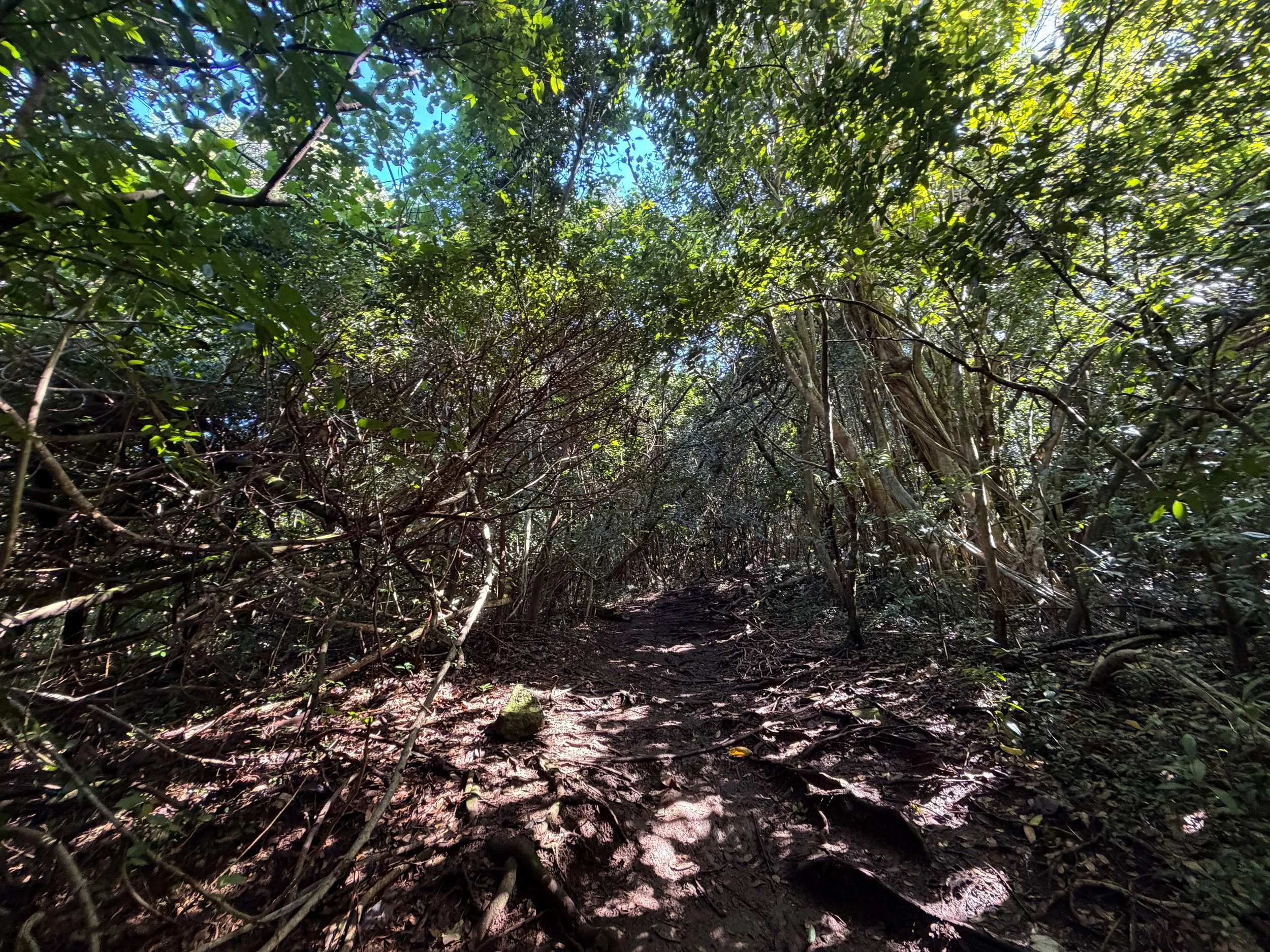 Judd Loop Trail Oahu Hawaii