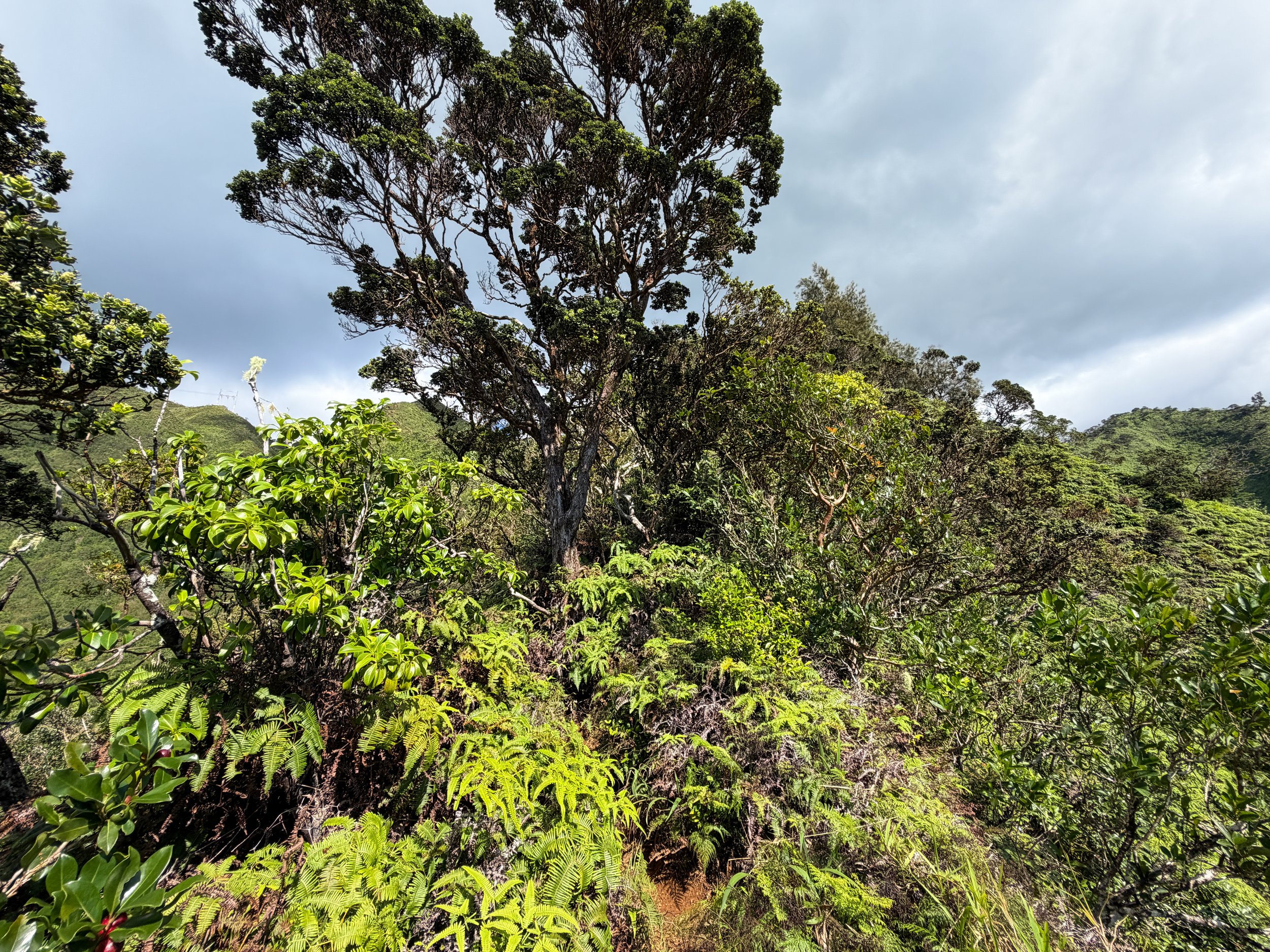 Kaau Crater Loop Trail Oahu Hawaii