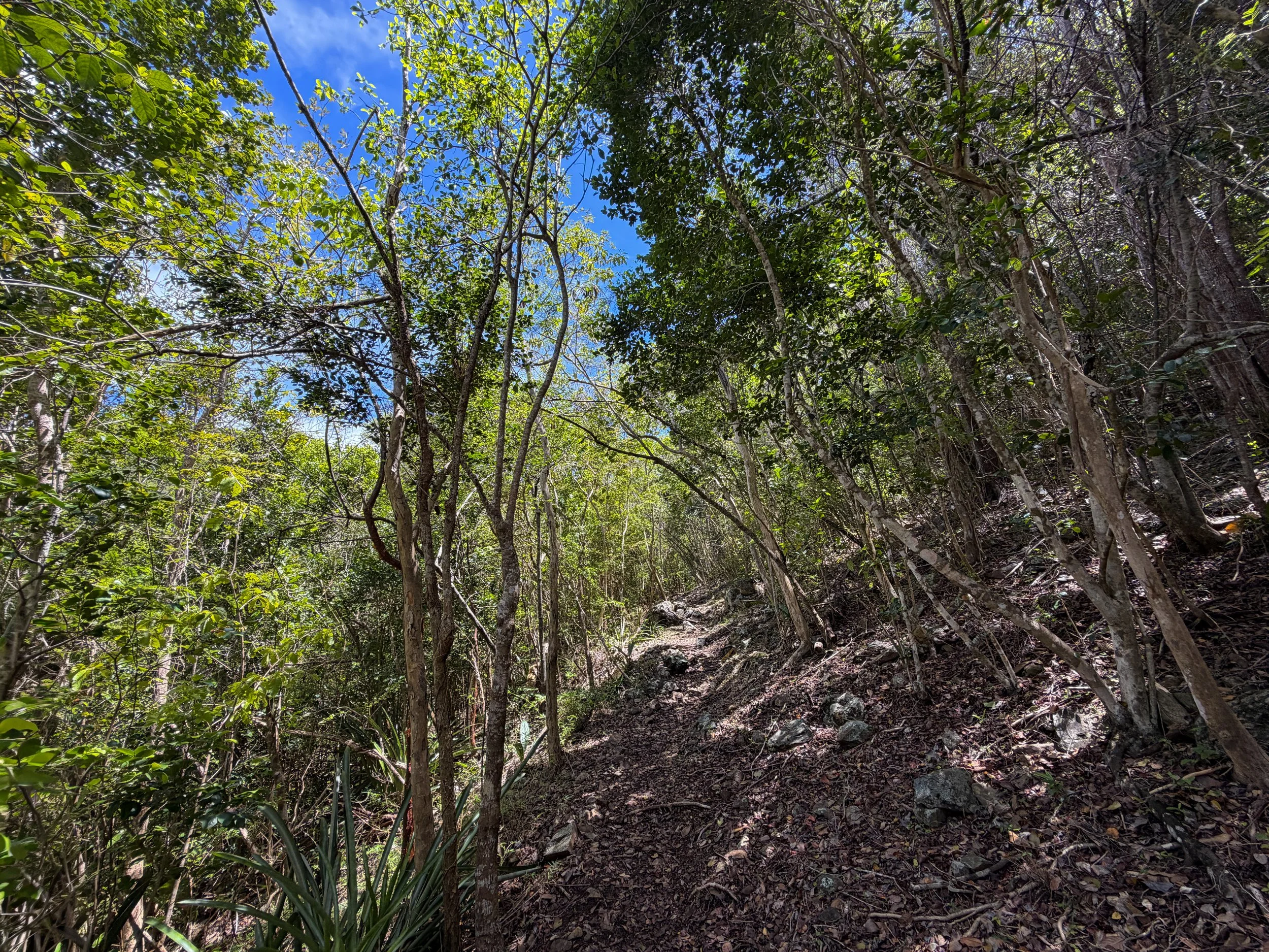 Tamarind Tree Hike Virgin Islands National Park