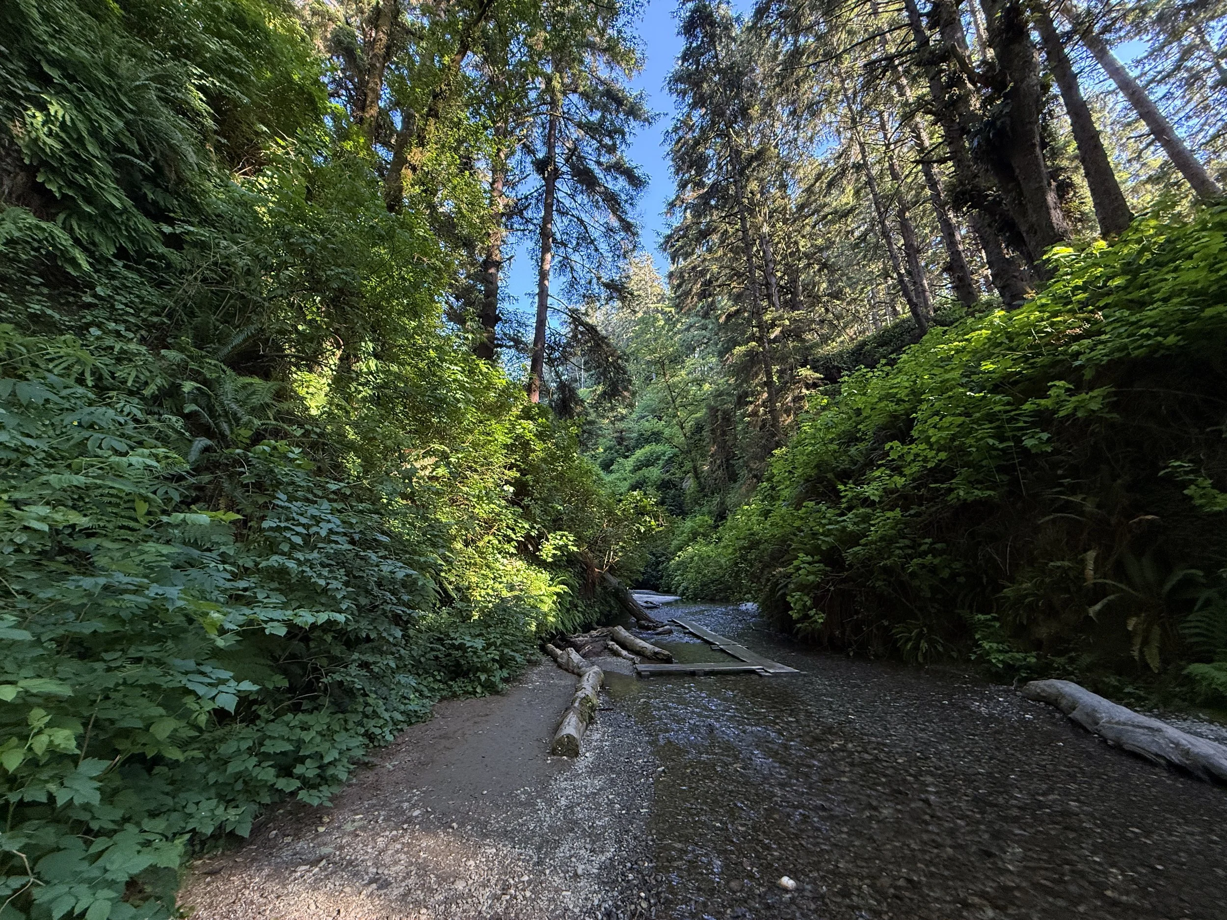 Fern Canyon Loop Trail Prairie Creek Redwoods State Park California