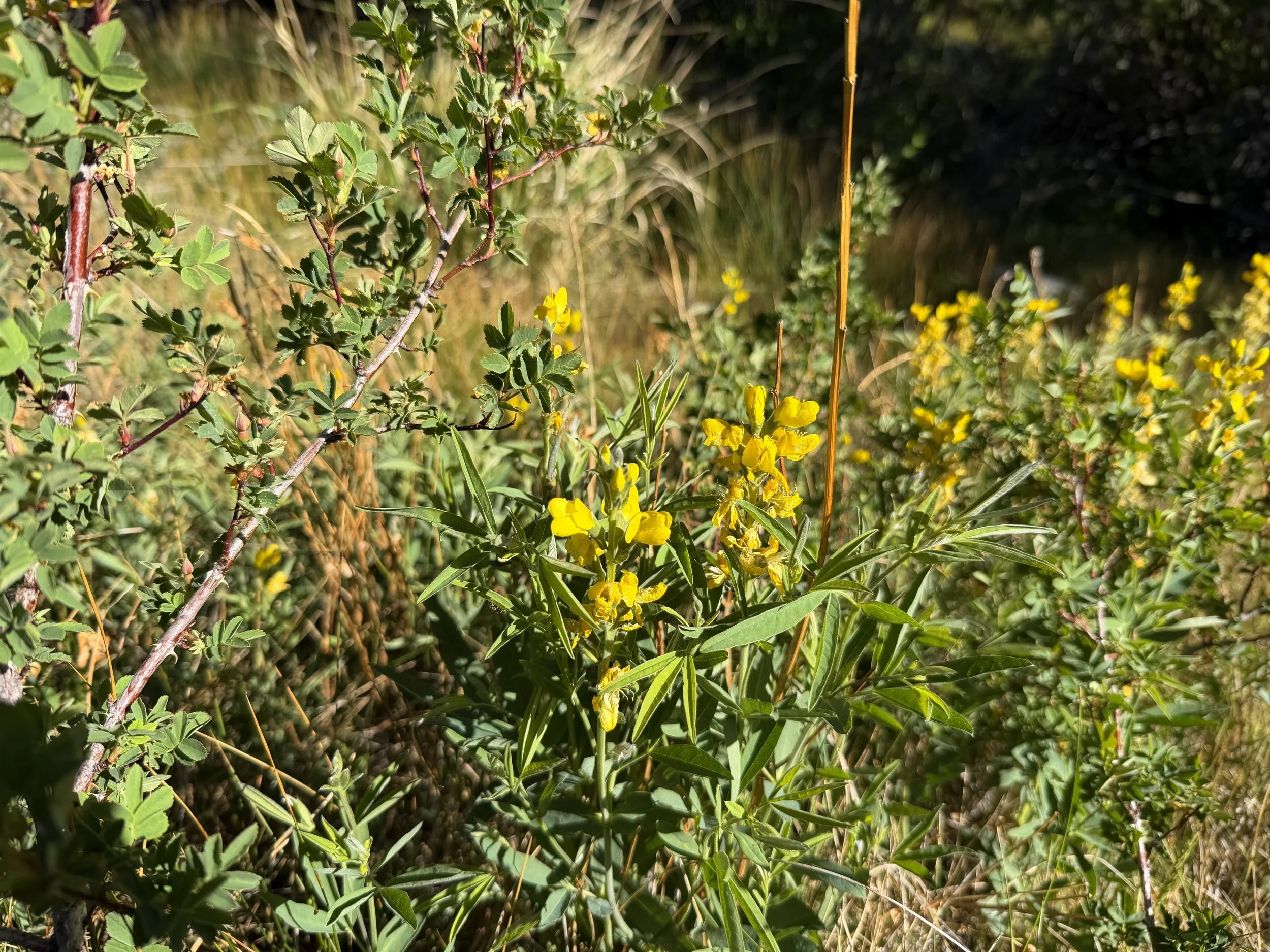 Mountain Goldenbean Thermopsis montana