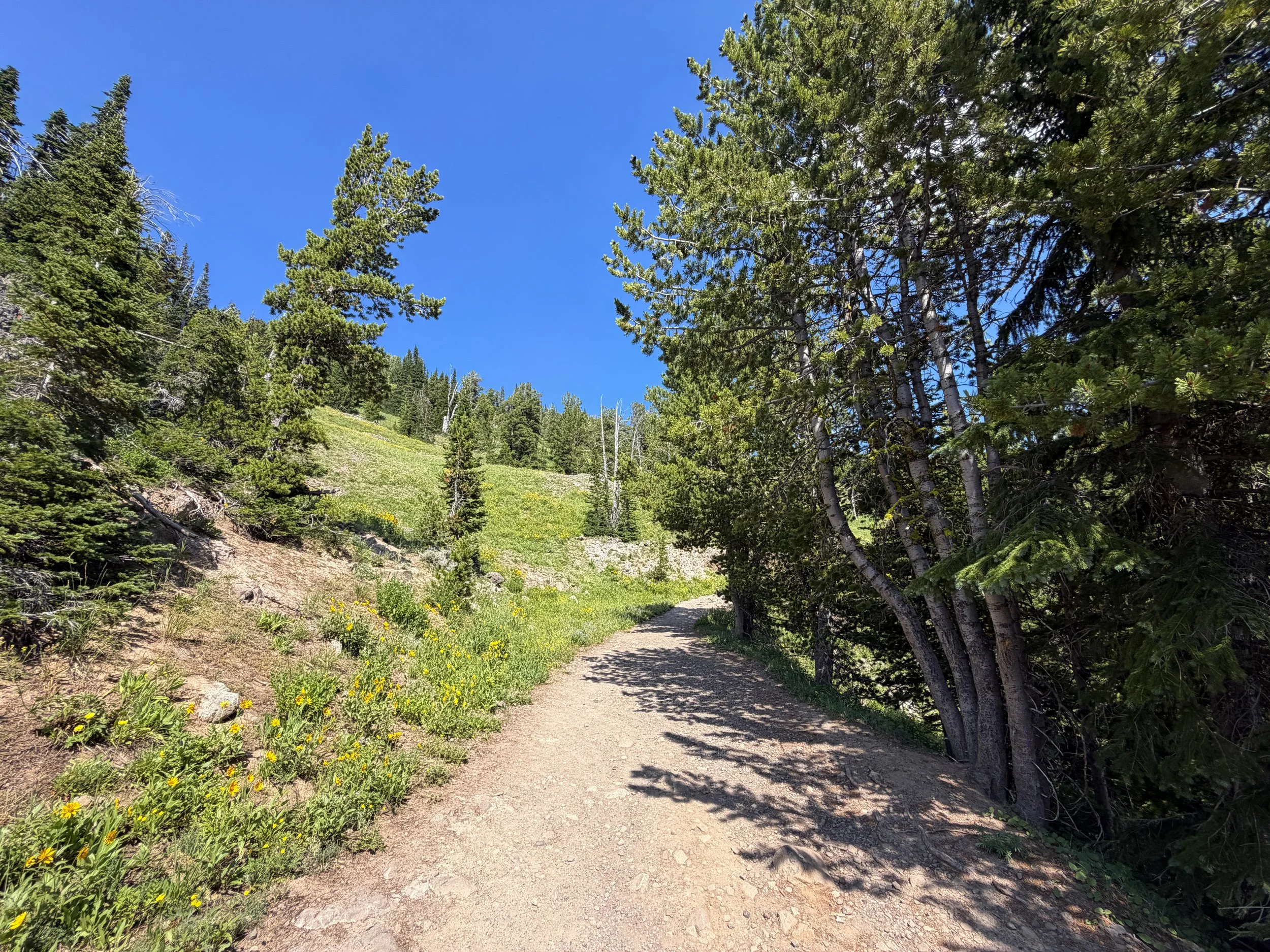 Mt. Washburn Trail via Dunraven Pass Yellowstone National Park Wyoming