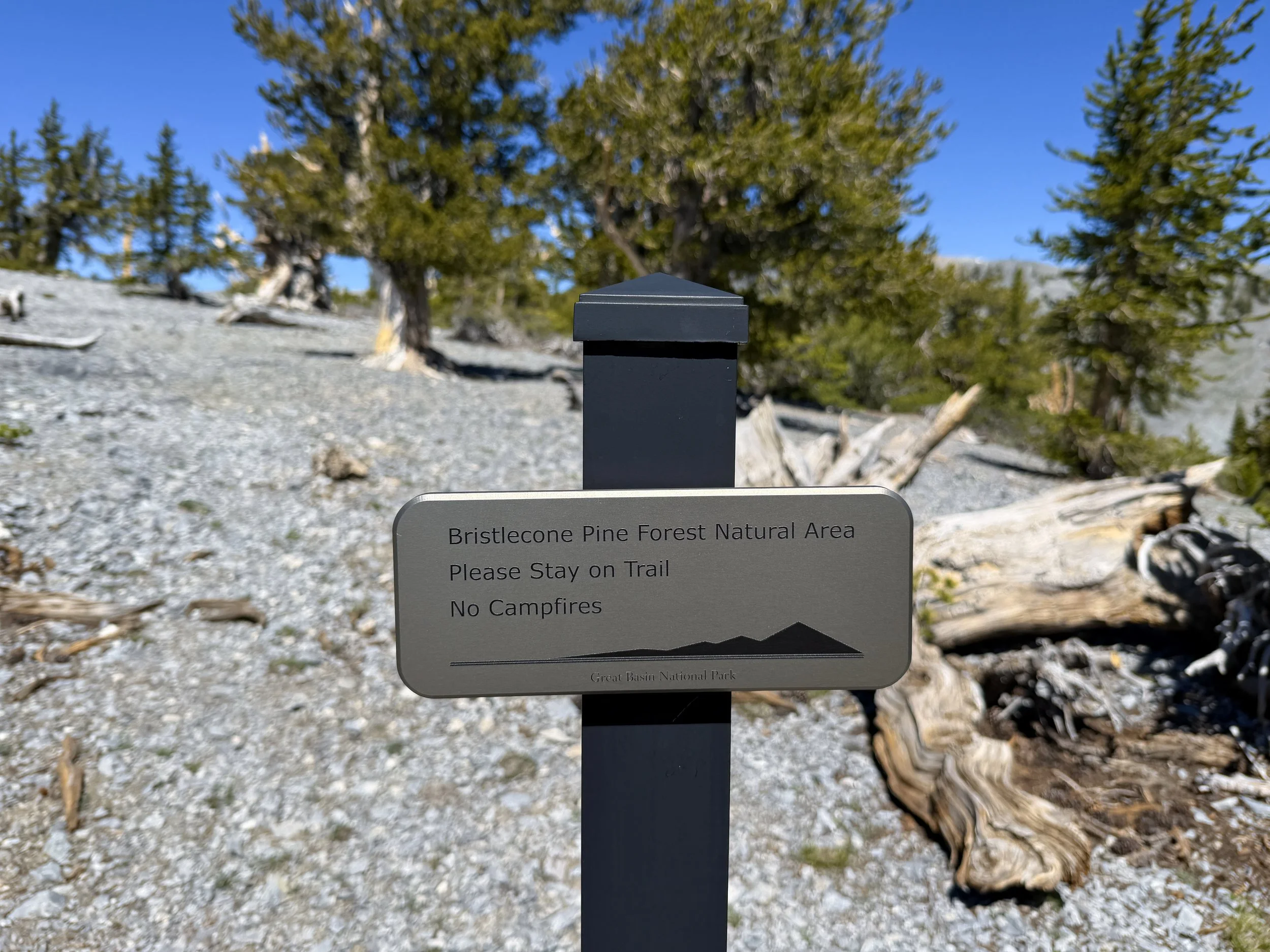 Magic Grove Snake Divide Trail Great Basin National Park Nevada