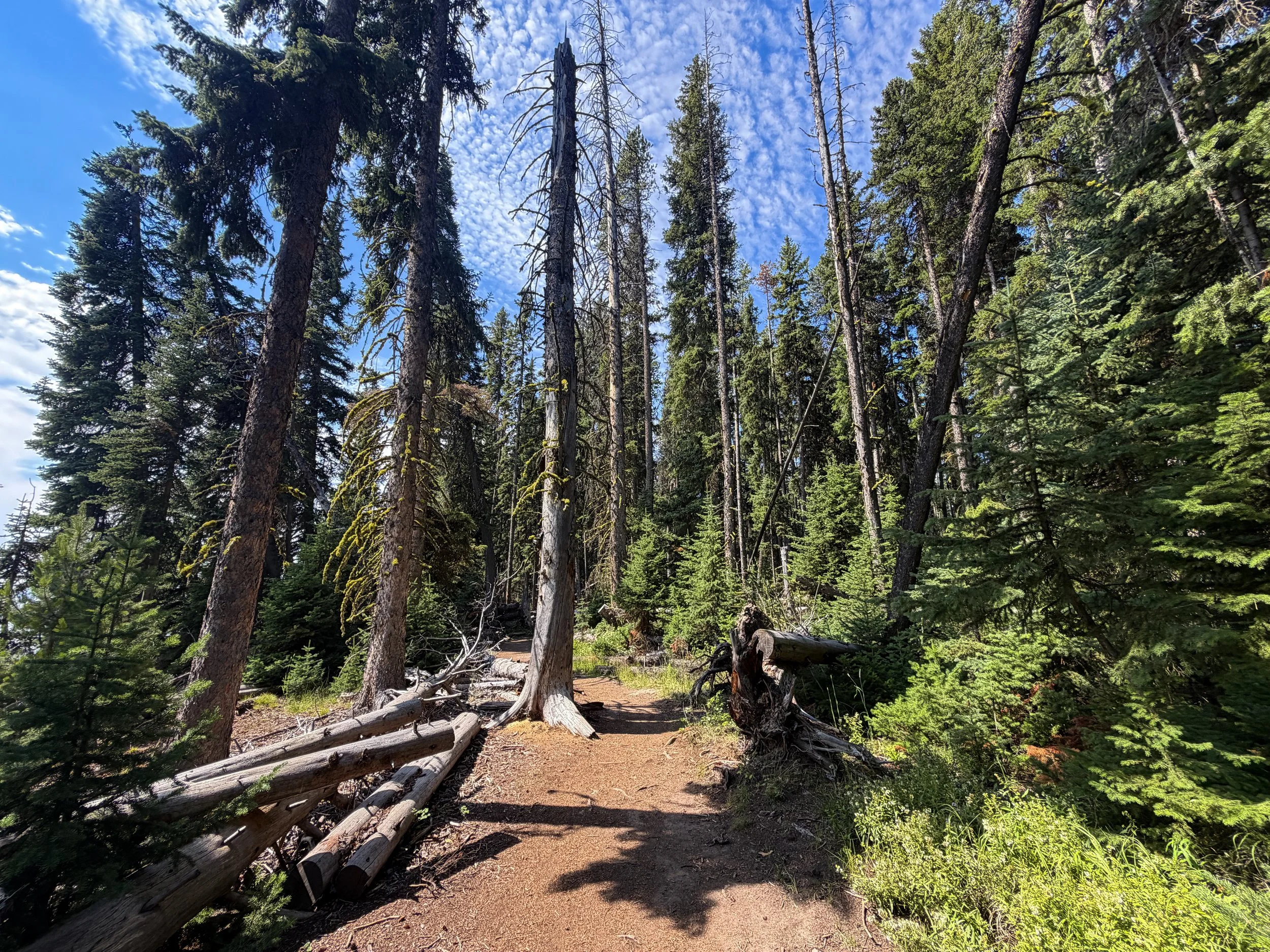 Storm Point Loop Trail Yellowstone National Park Wyoming