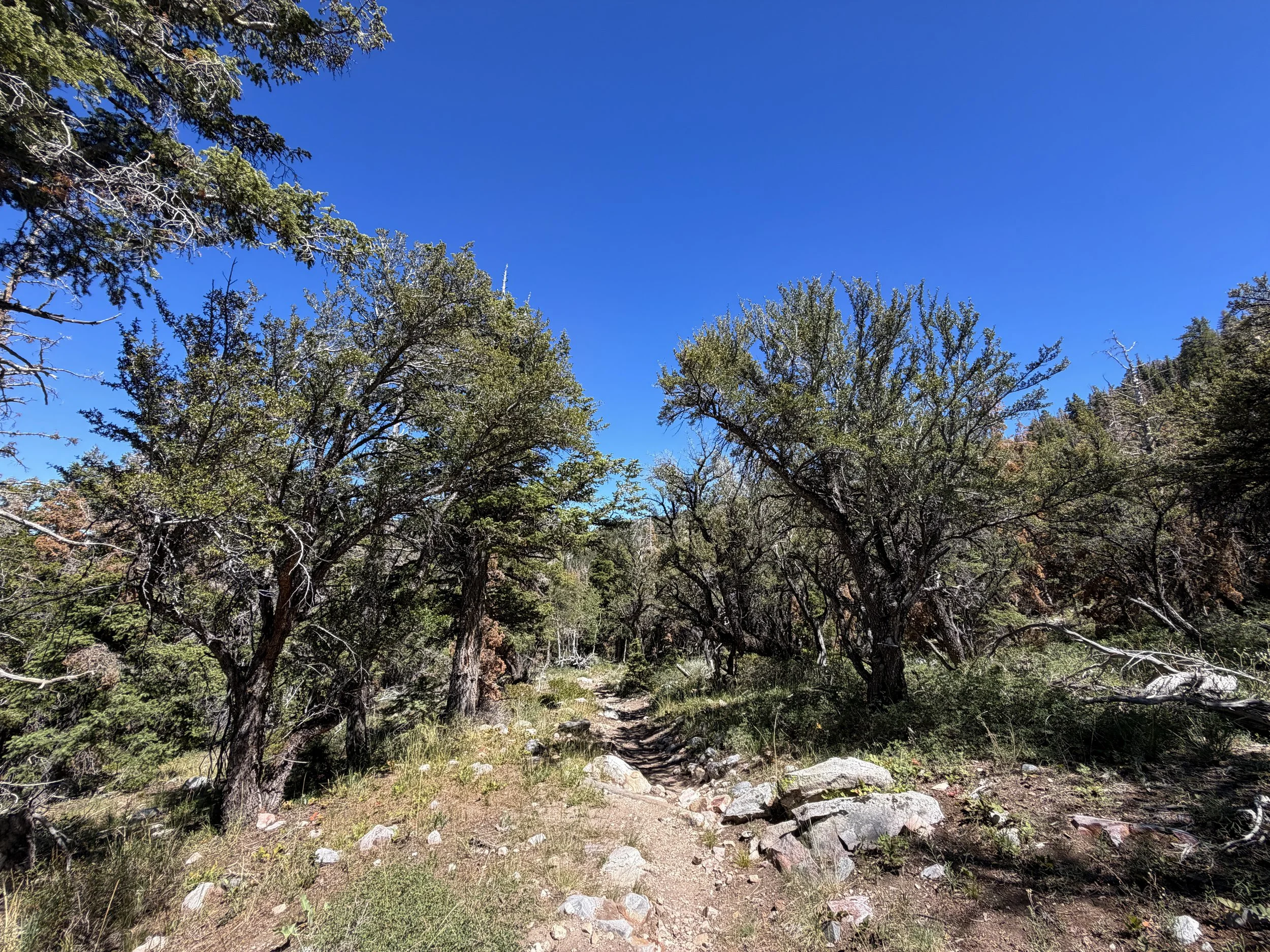 Baker Creek Loop Hike Great Basin National Park Nevada