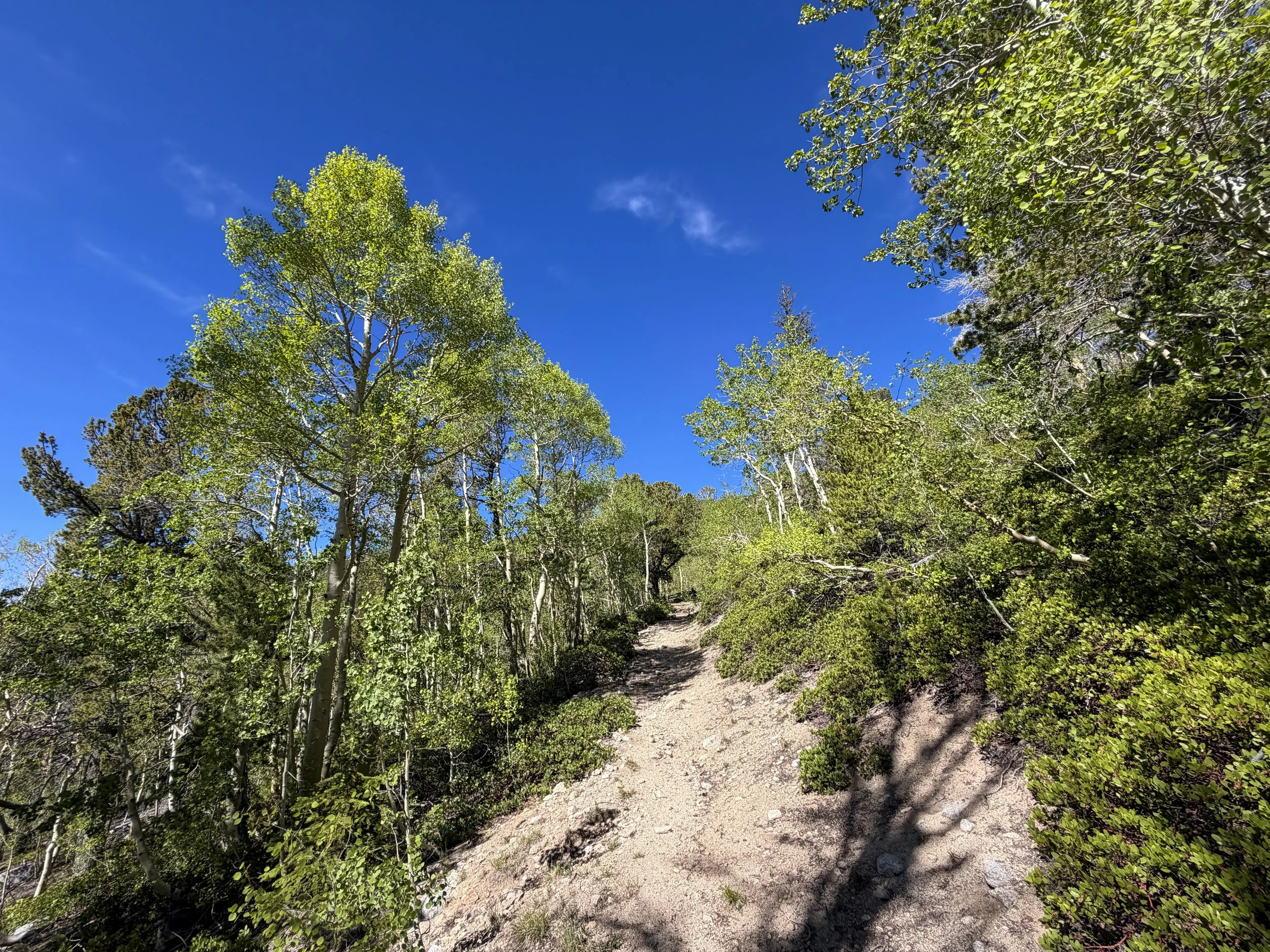 Johnson Lake Trail Great Basin National Park Nevada