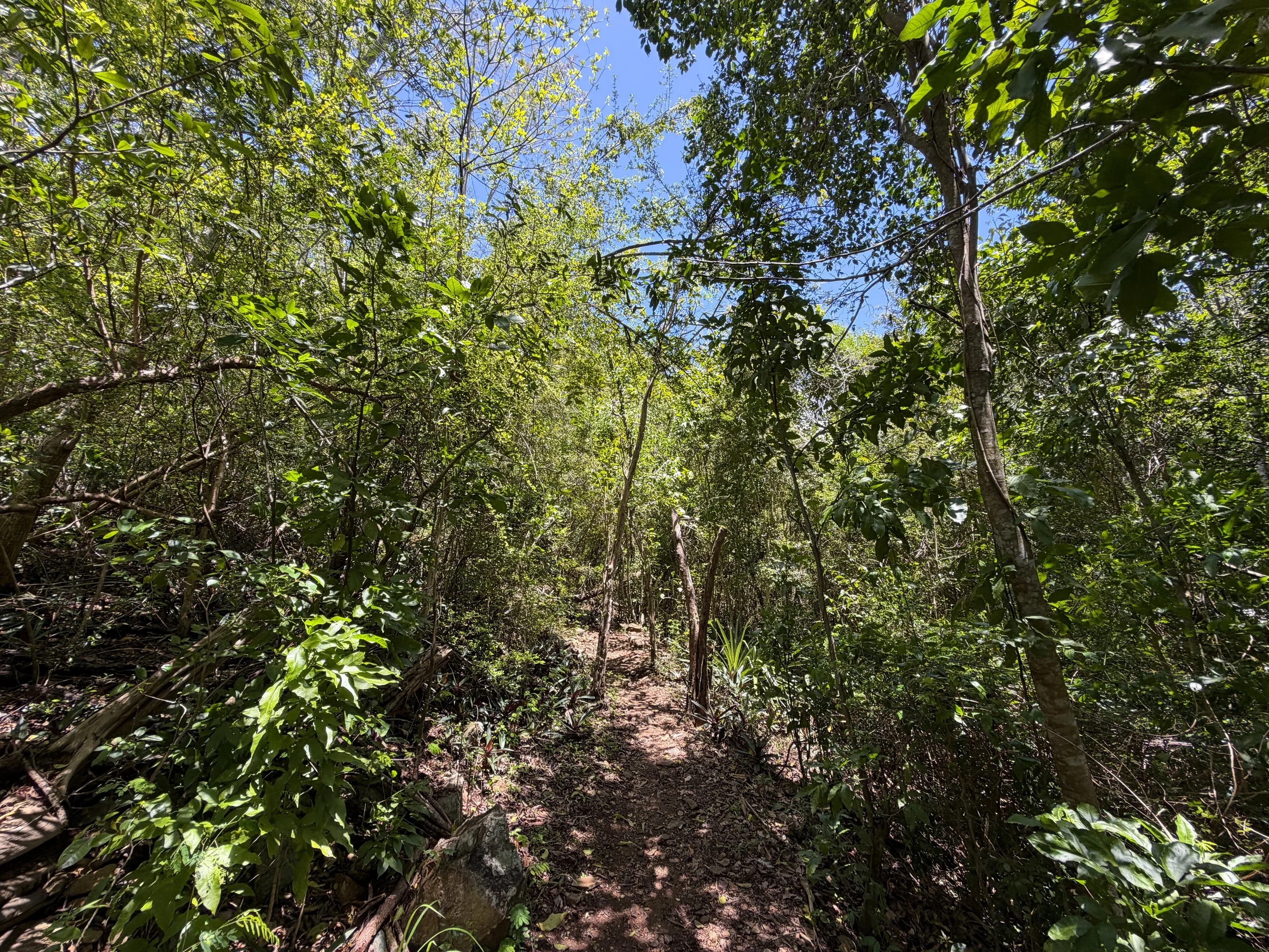 Caneel Hill Trail Virgin Islands National Park
