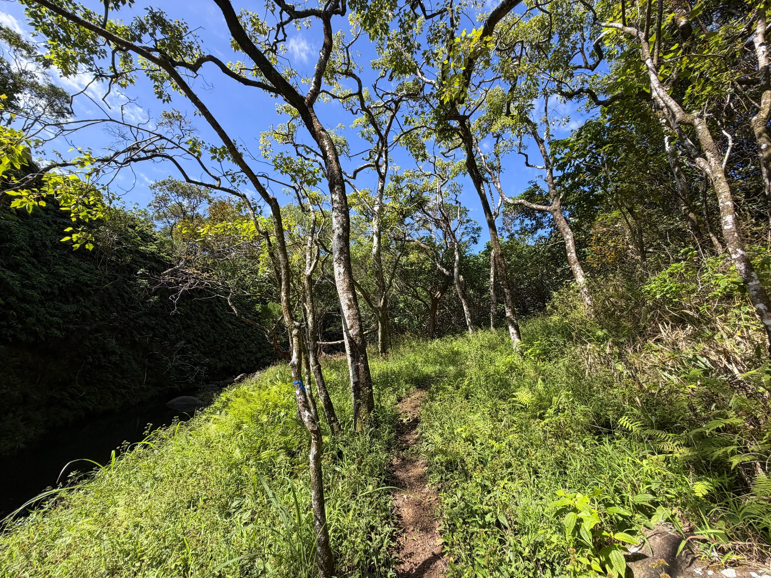 Kulanaahane Trail to Moanalua Saddle Oahu Hawaii