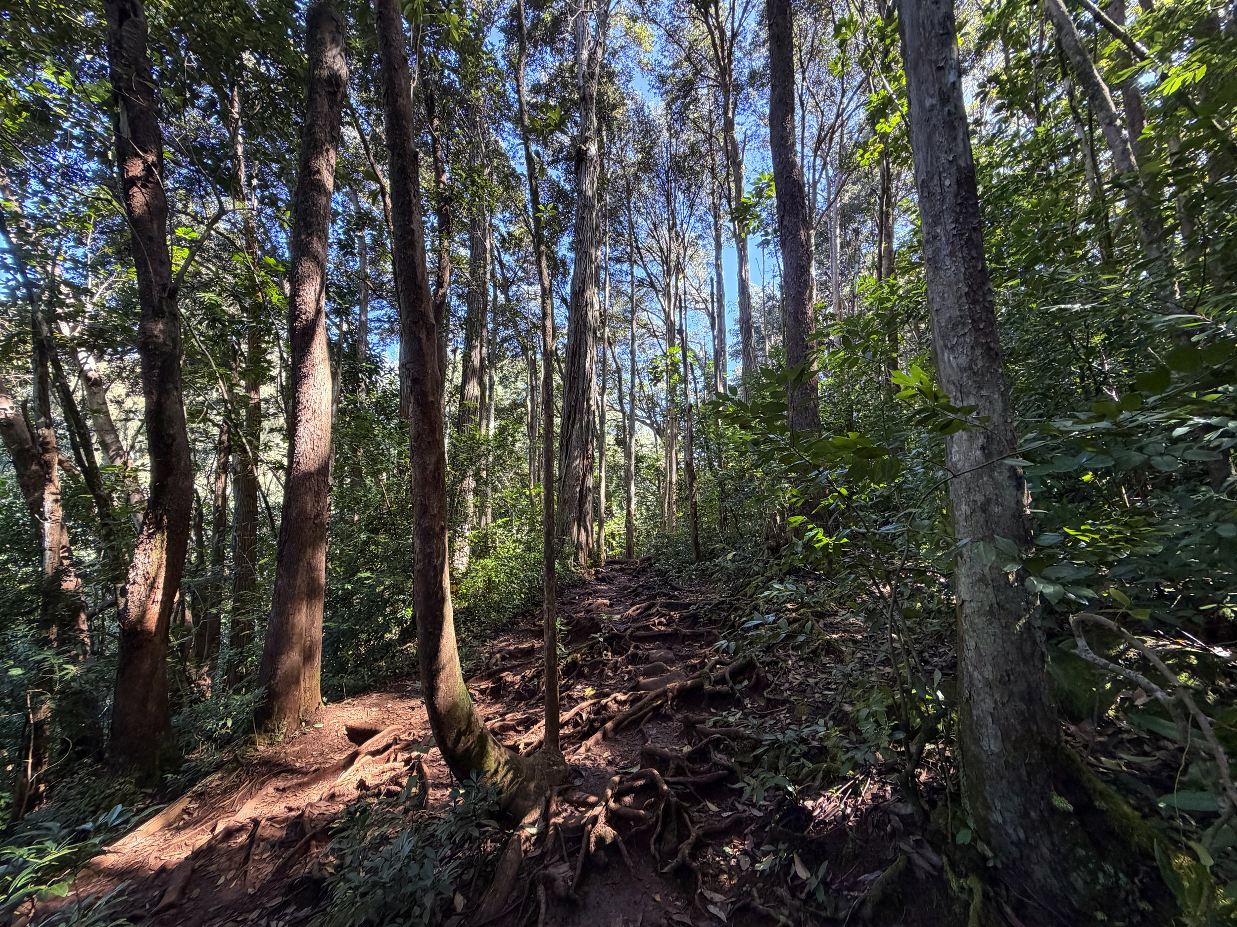 Jackass Ginger Pool Trail Oahu Hawaii
