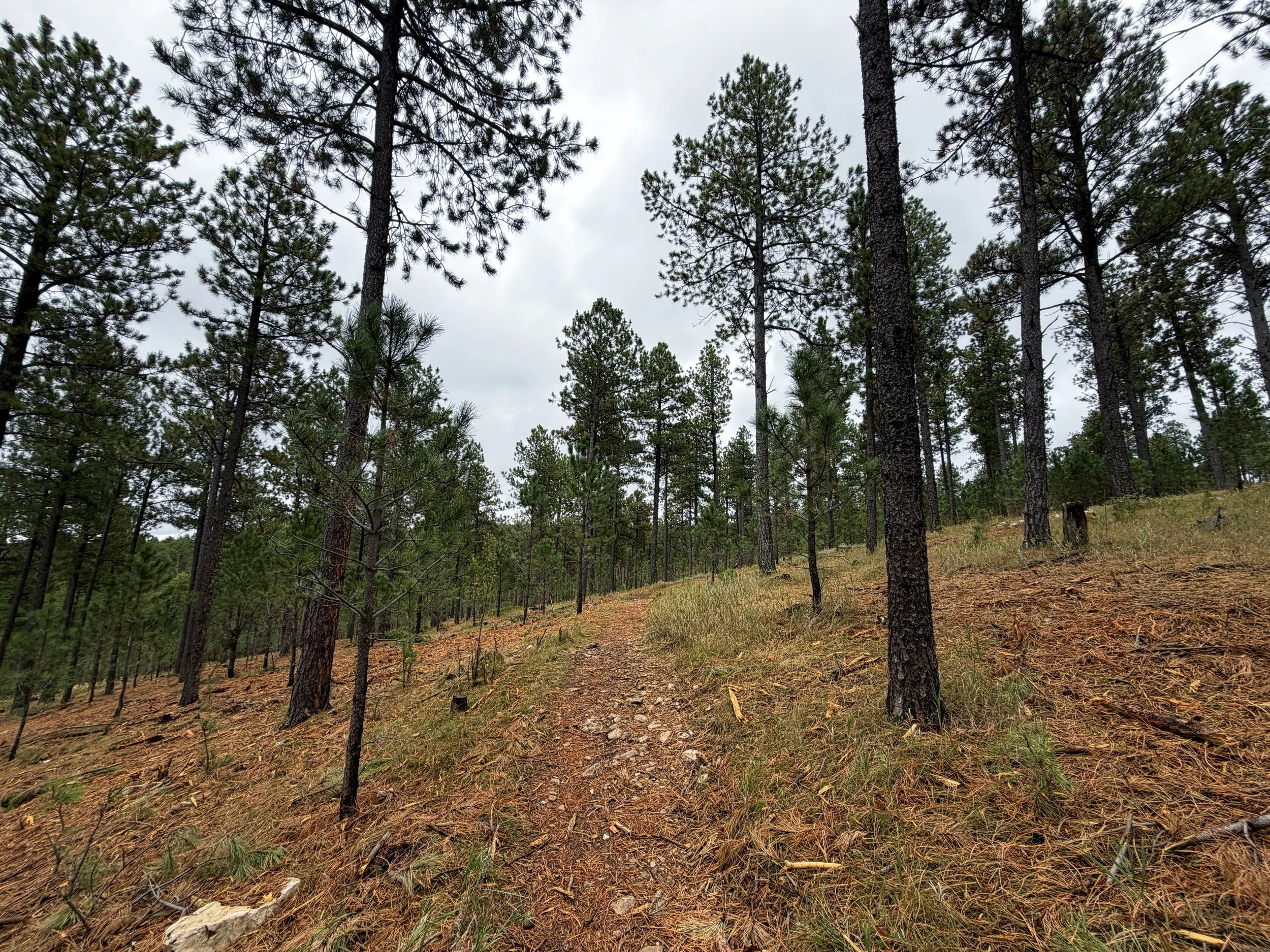 Buzzards Roost Trail Black Hills Rapid City South Dakota