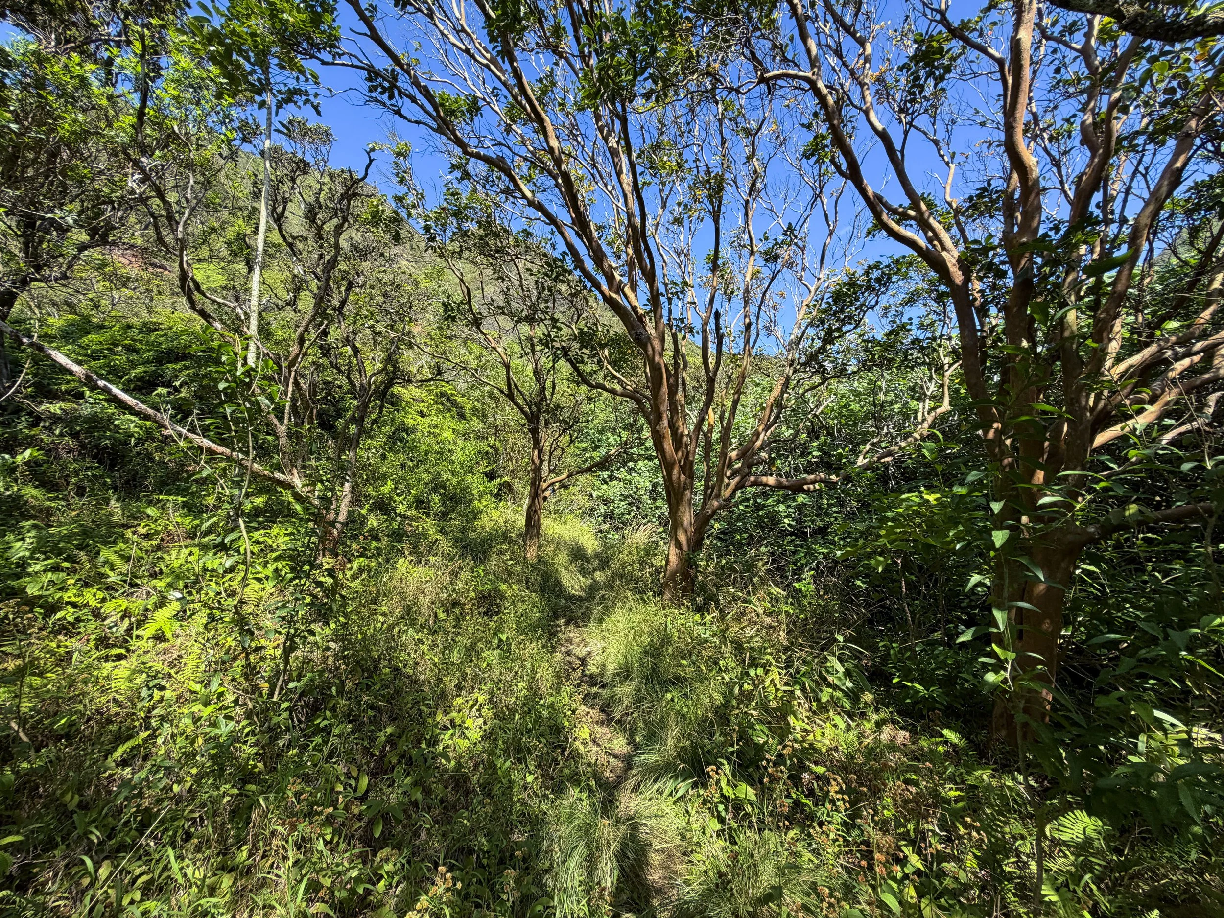 Kulanaahane Trail Oahu Hawaii