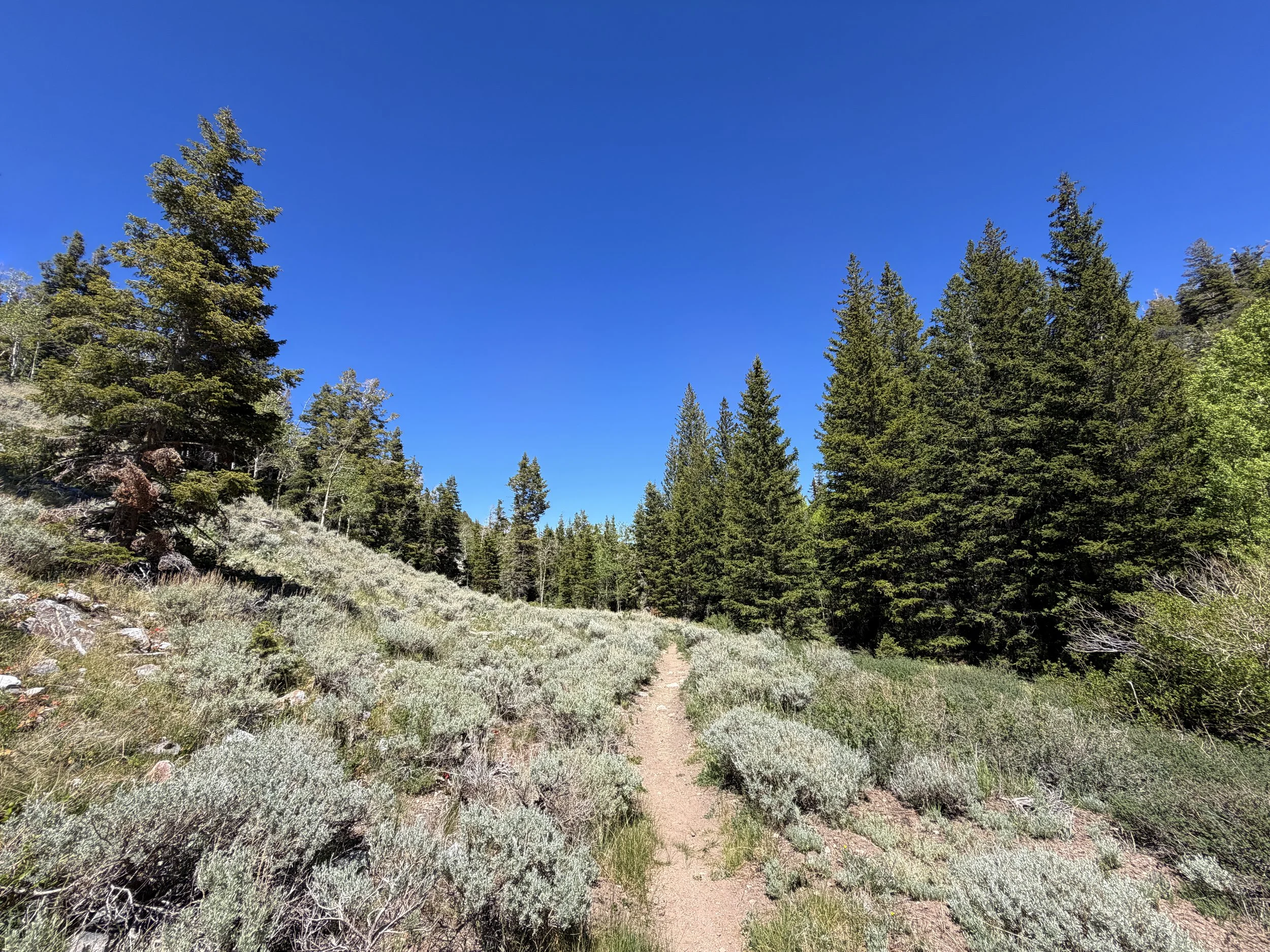 Baker Creek Loop Trail Great Basin National Park Nevada