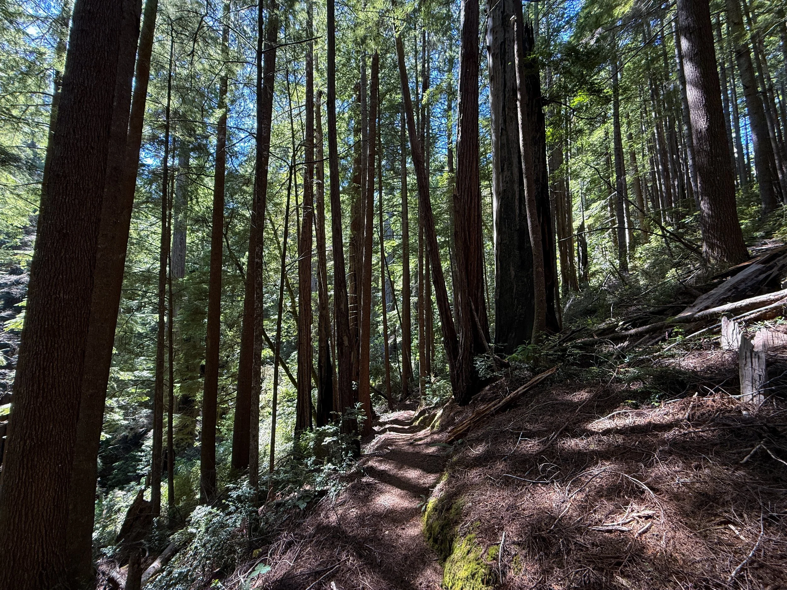 Hope Creek Loop Trail Prairie Creek Redwoods State Park California