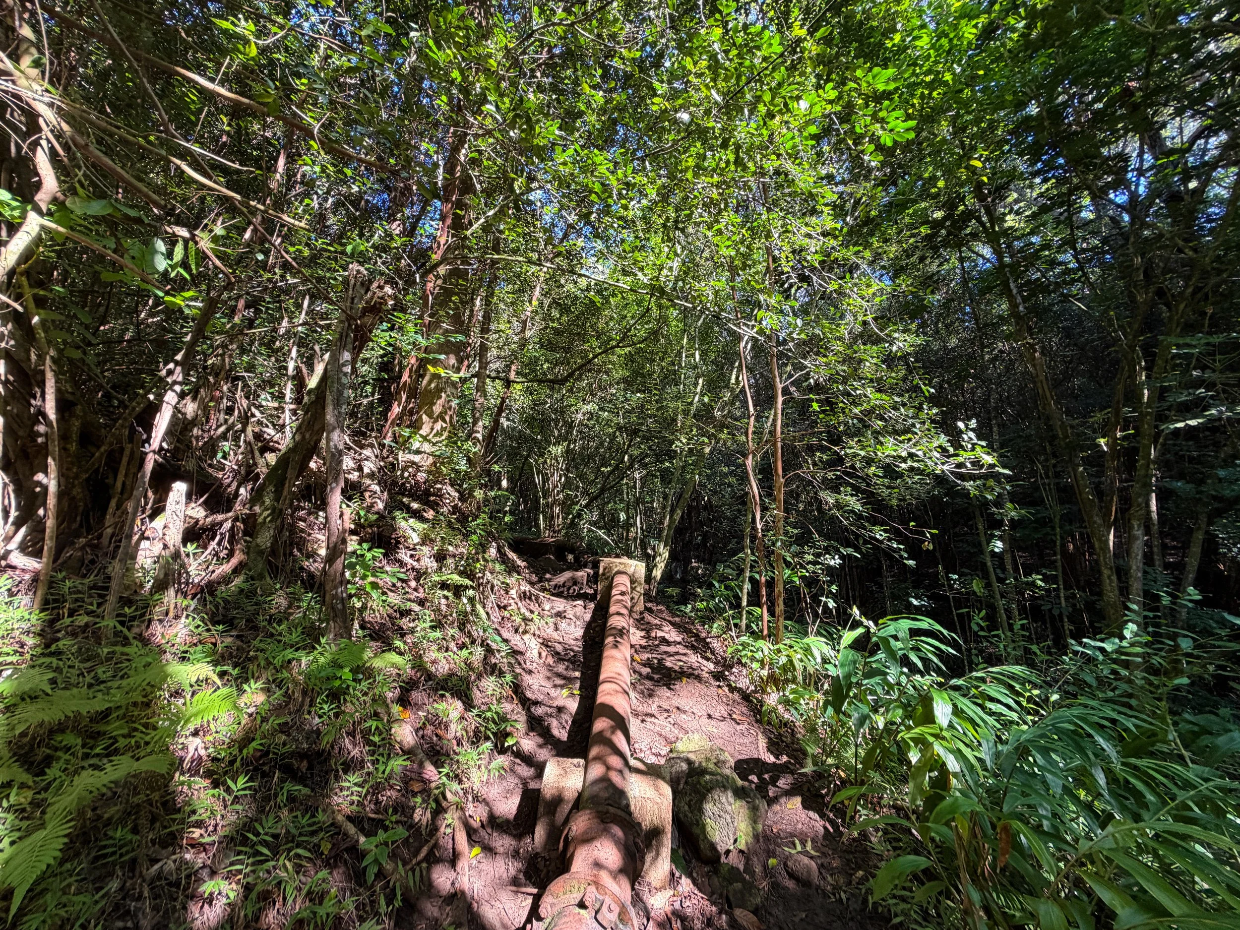 Kaau Crater Pipe Trail Oahu Hawaii