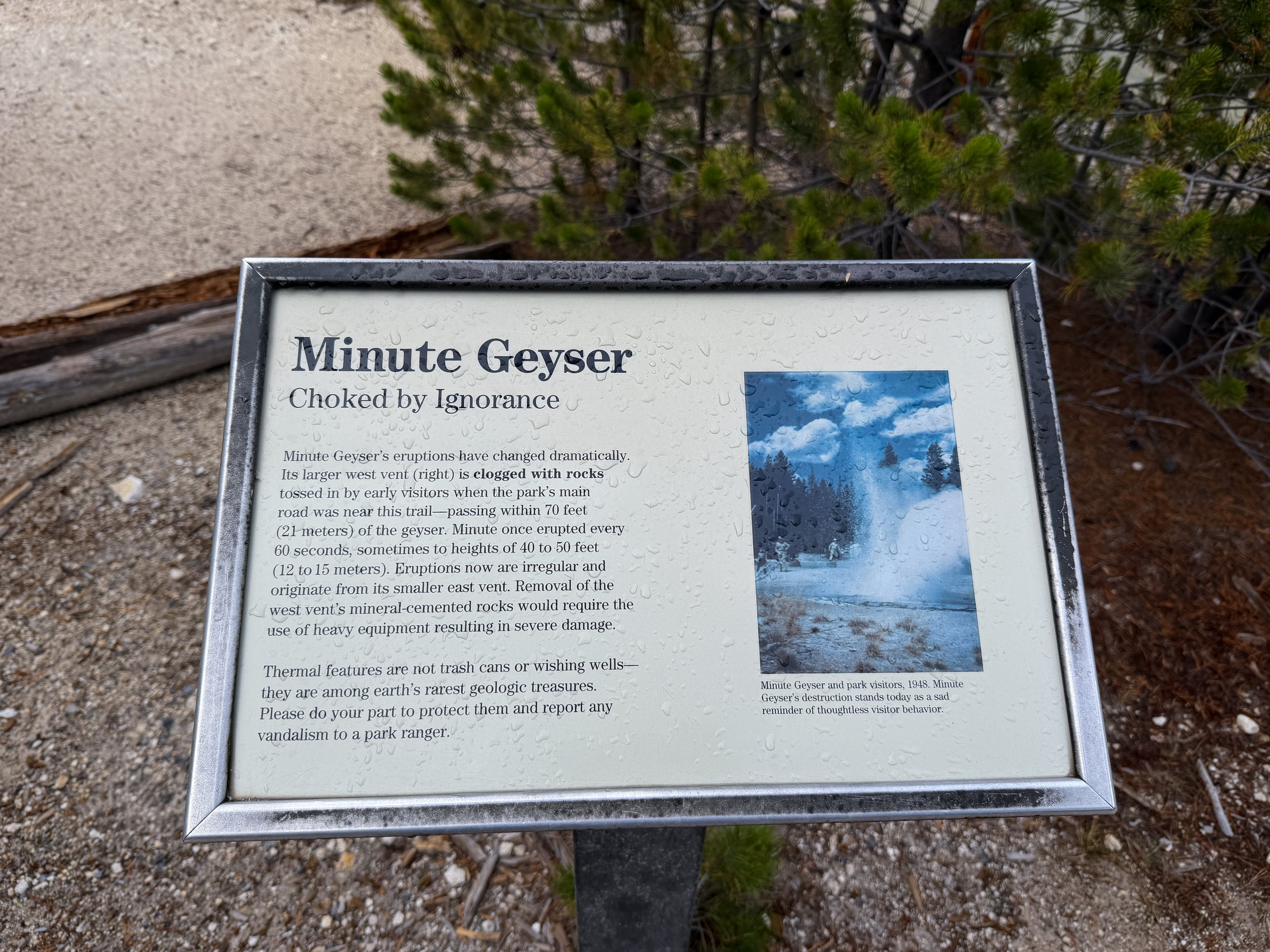 Minute Geyser Norris Geyser Basin Trail Yellowstone National Park Wyoming