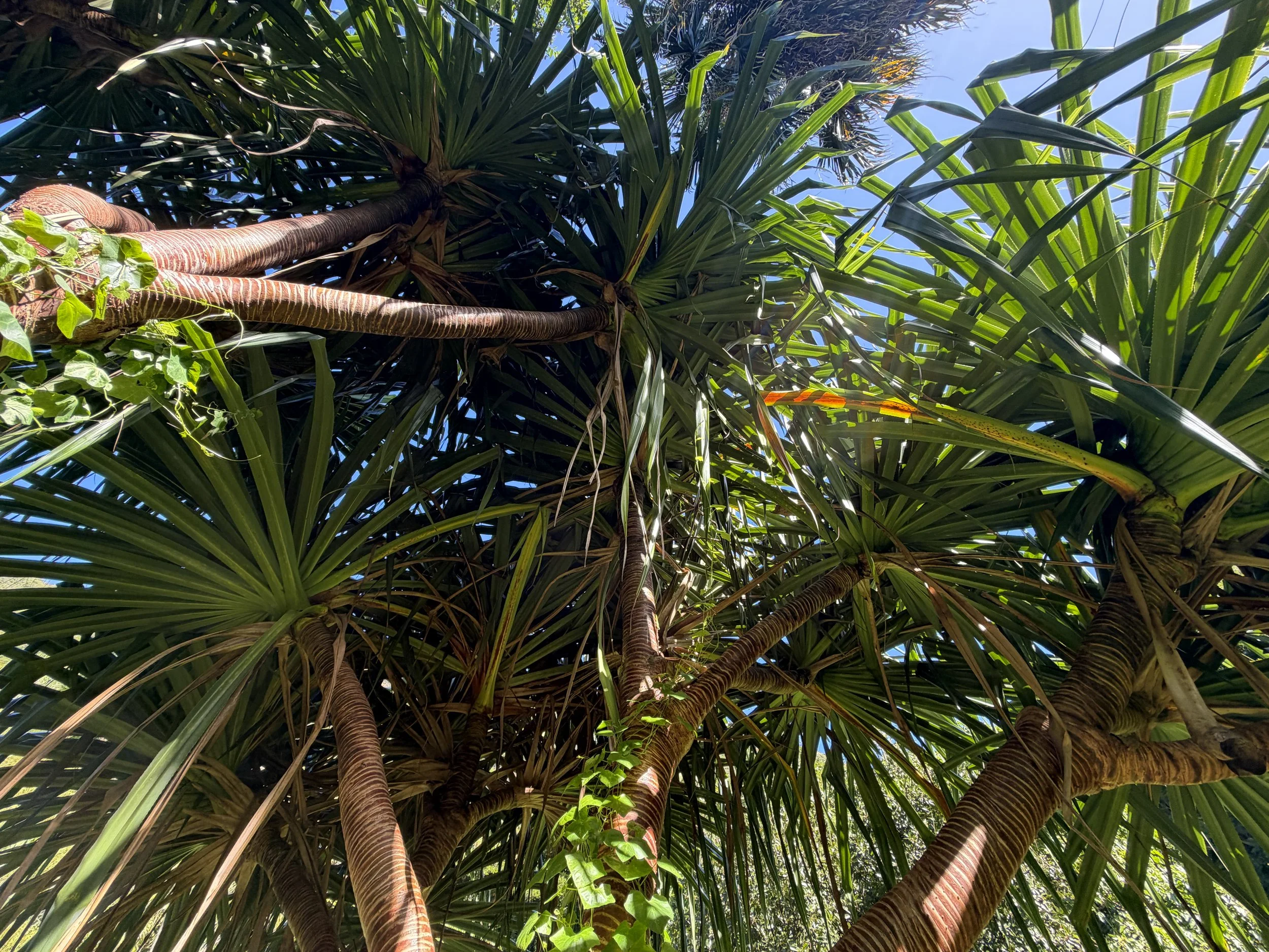 Hala Pandanus tectorius