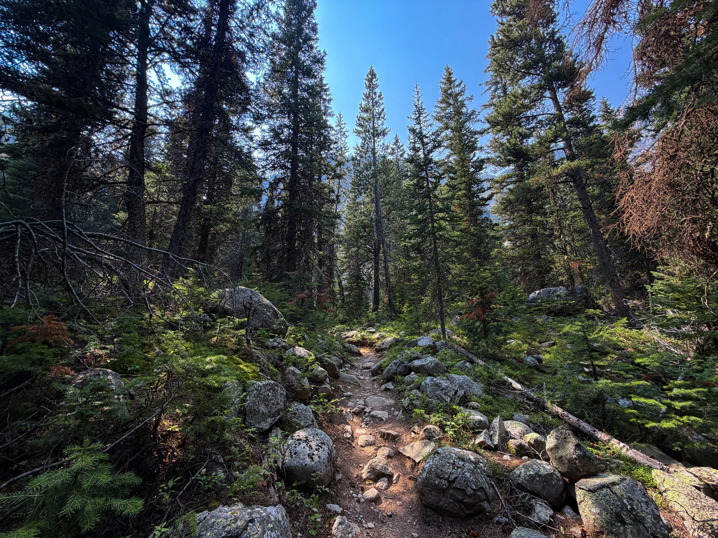 Beaten Path Trail Beartooth Mountains Montana