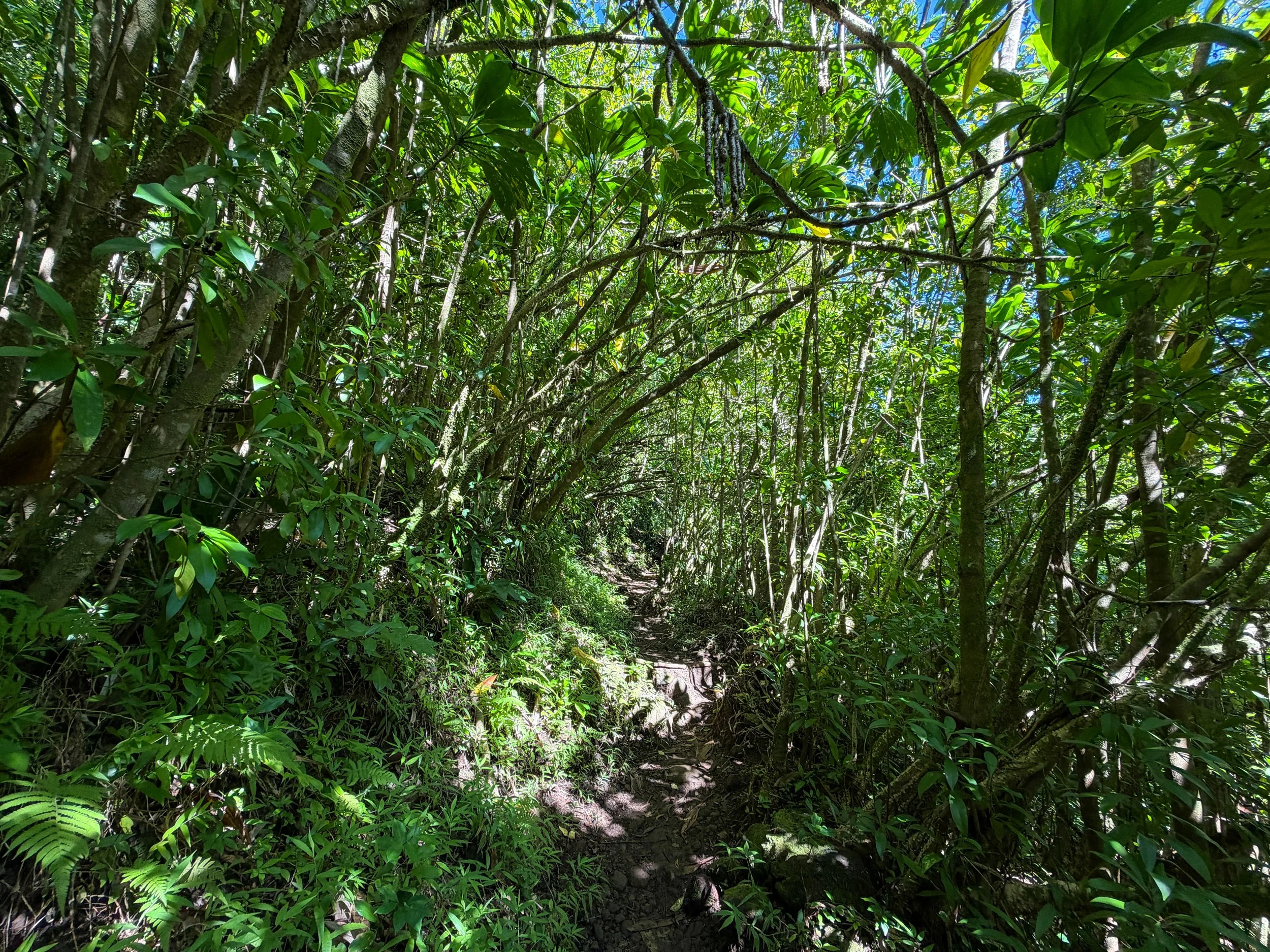 Aihualama Trail to Pauoa Flats Bench Oahu Hawaii