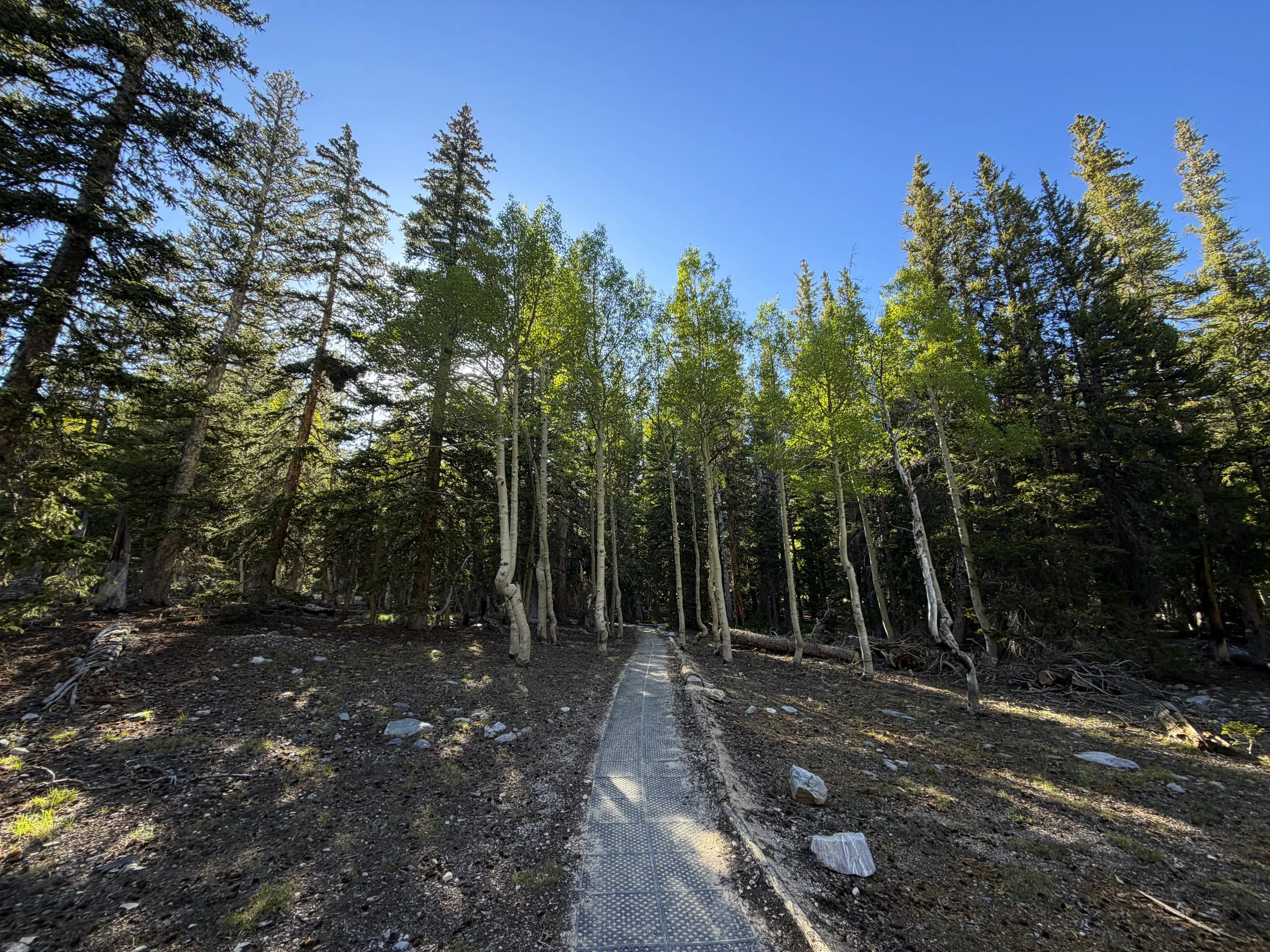 Island Forest Loop Trail Great Basin National Park Nevada