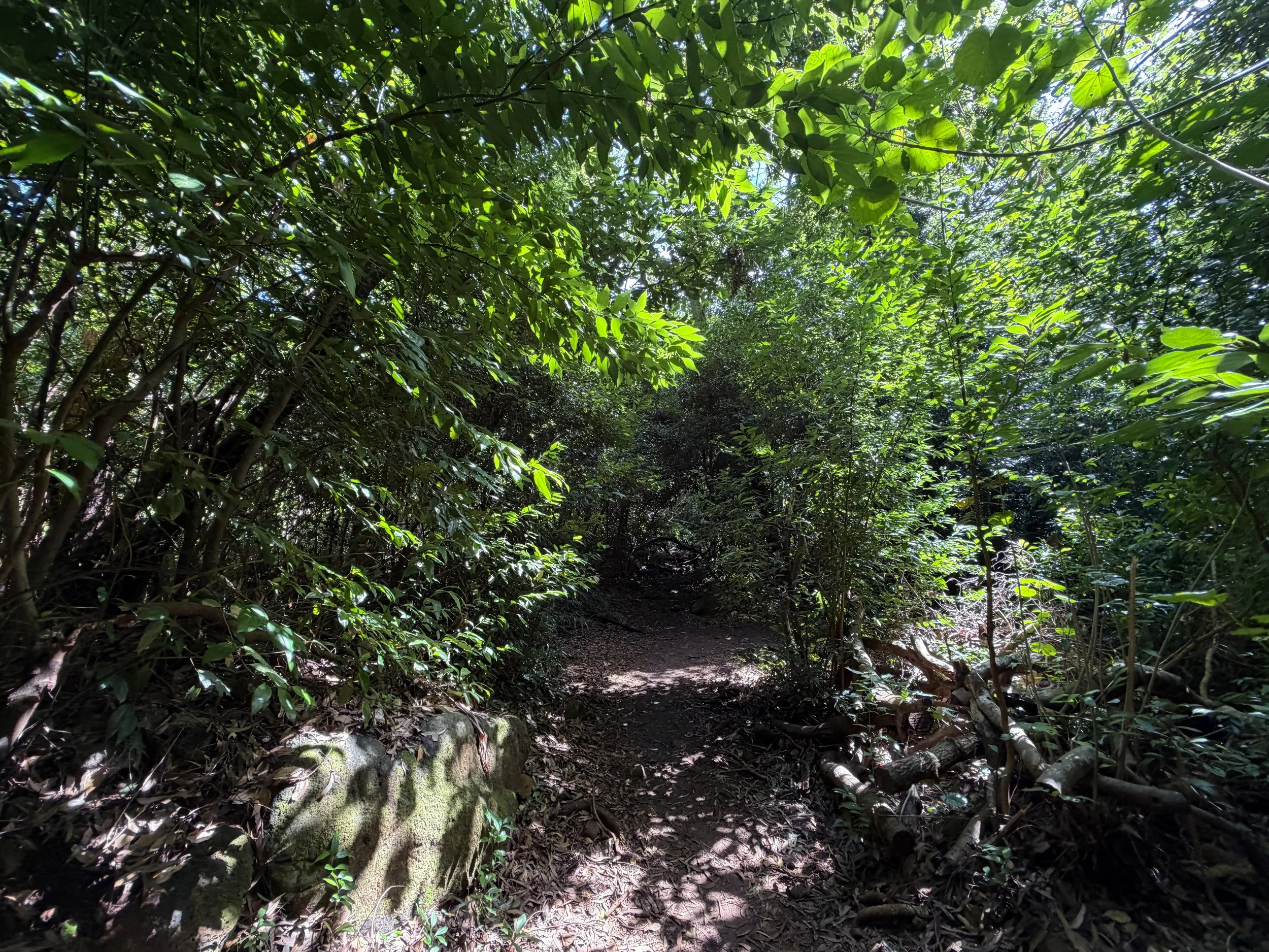 Lulumahu Falls Hike Oahu Hawaii