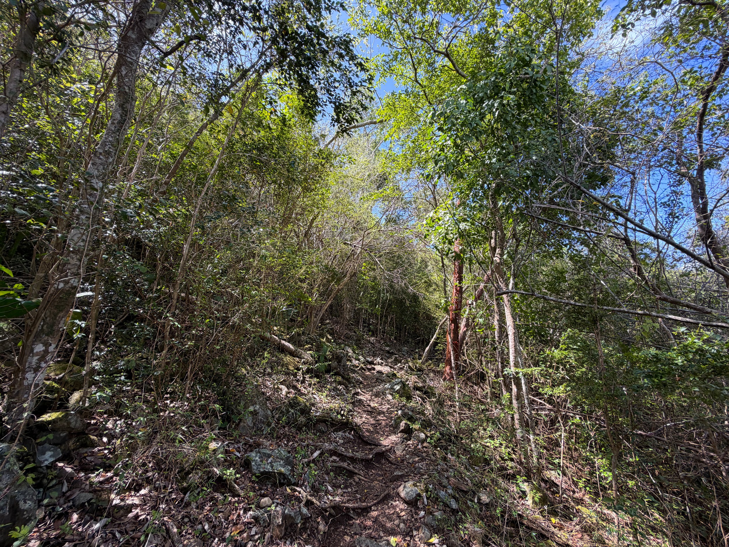 Upper Lind Point Trail Virgin Islands National Park