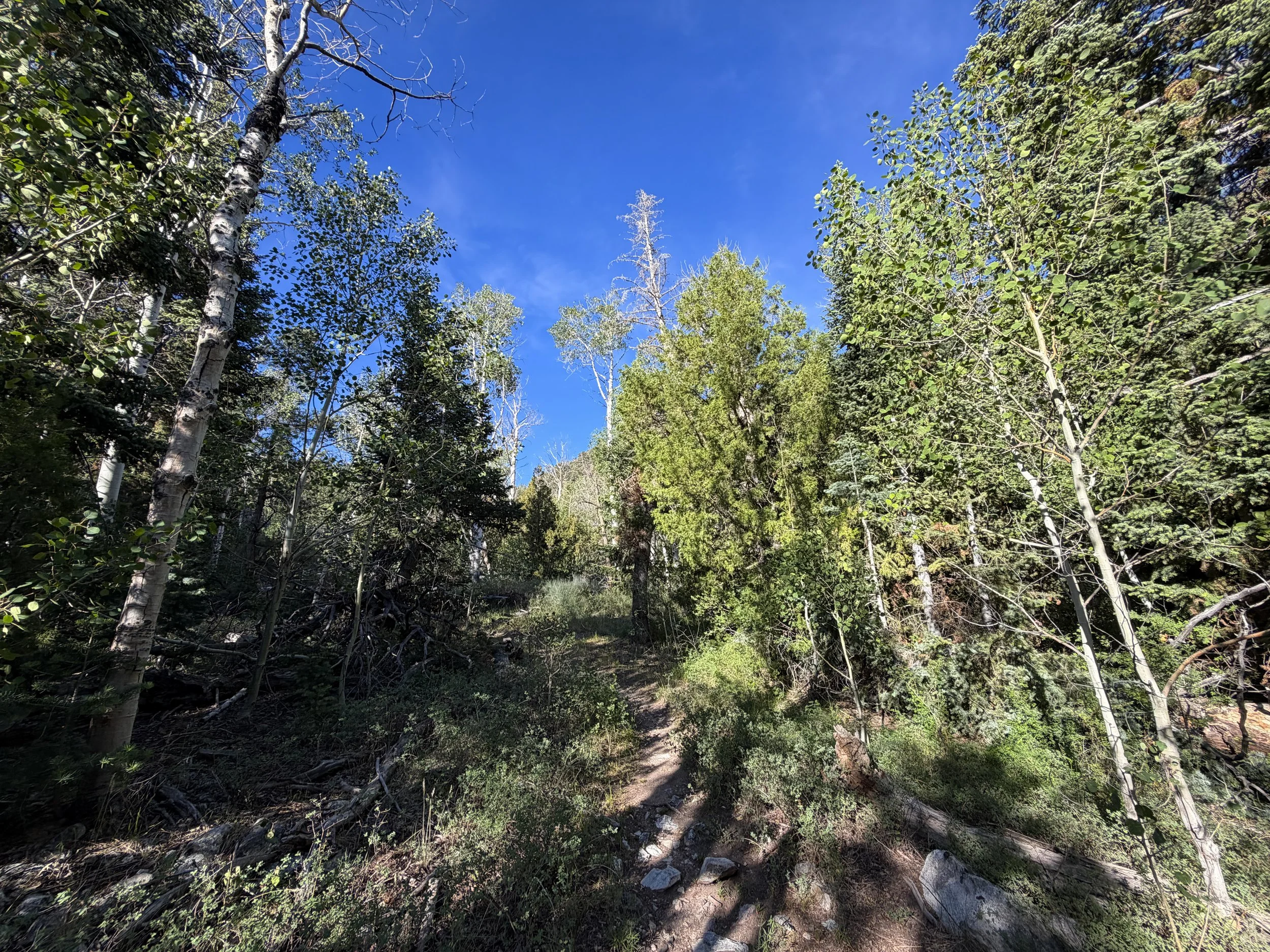 Pole Canyon Loop Trail Great Basin National Park Nevada