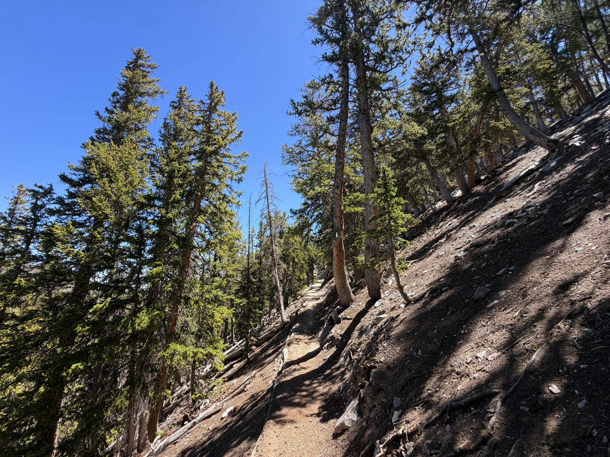 Bristlecone Pine Trail Great Basin National Park Nevada