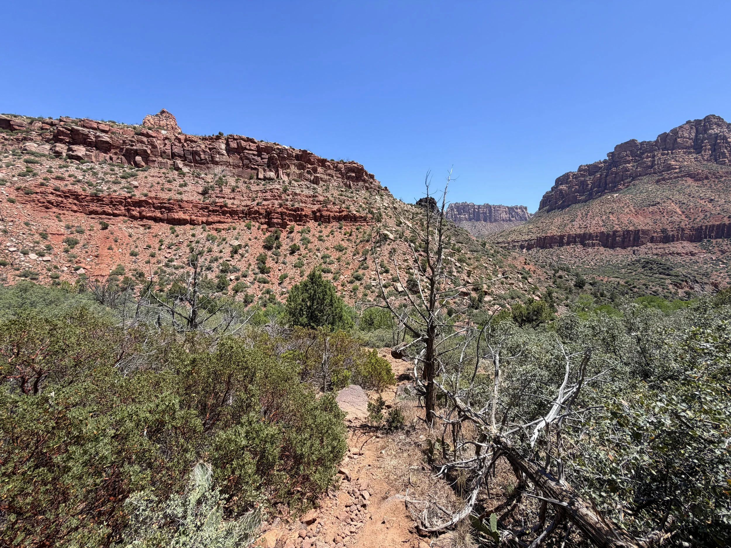 Grapevine Trail to Left Fork Falls Zion National Park Utah