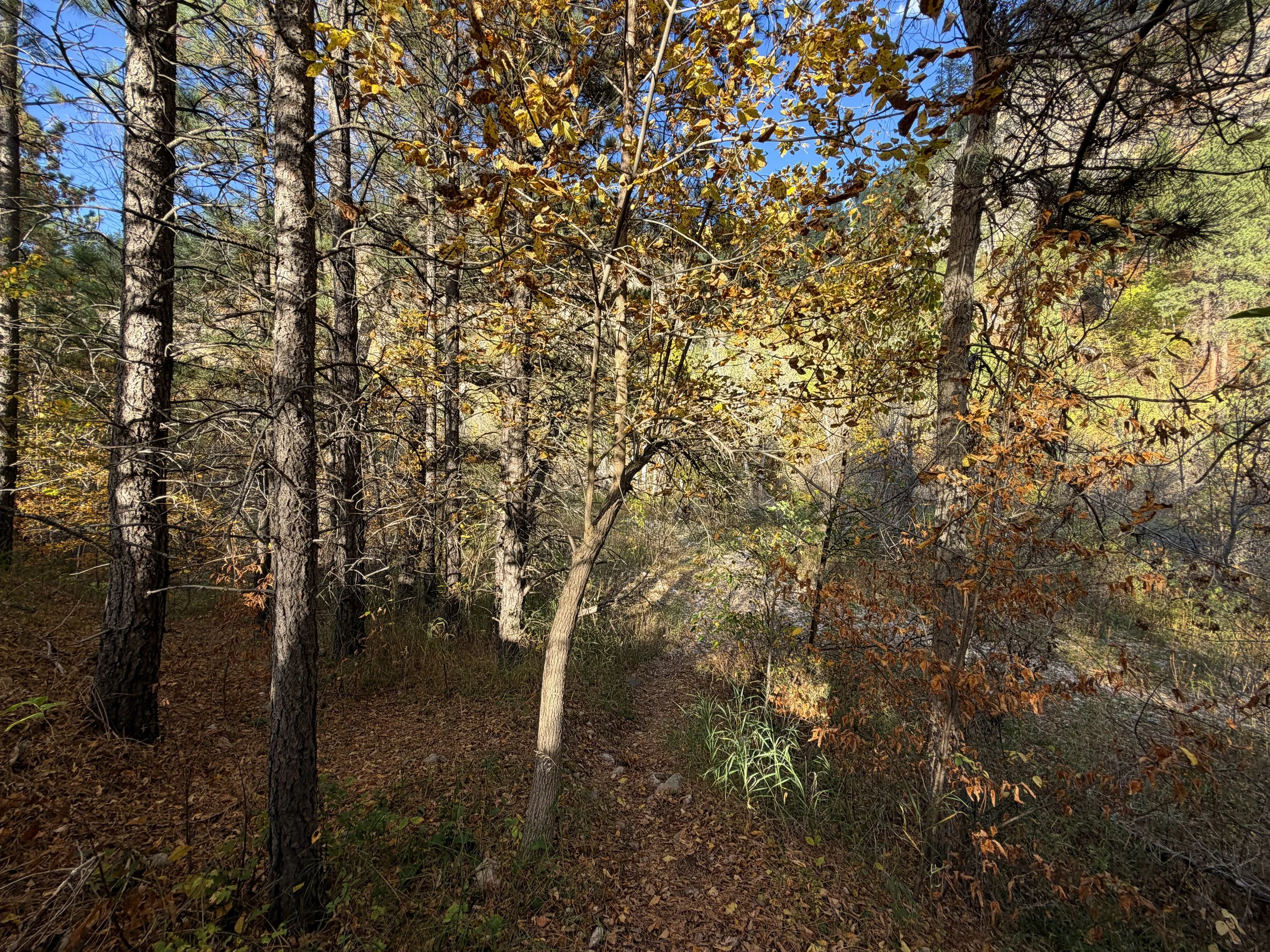 Community Caves Trail Spearfish Canyon Black Hills South Dakota