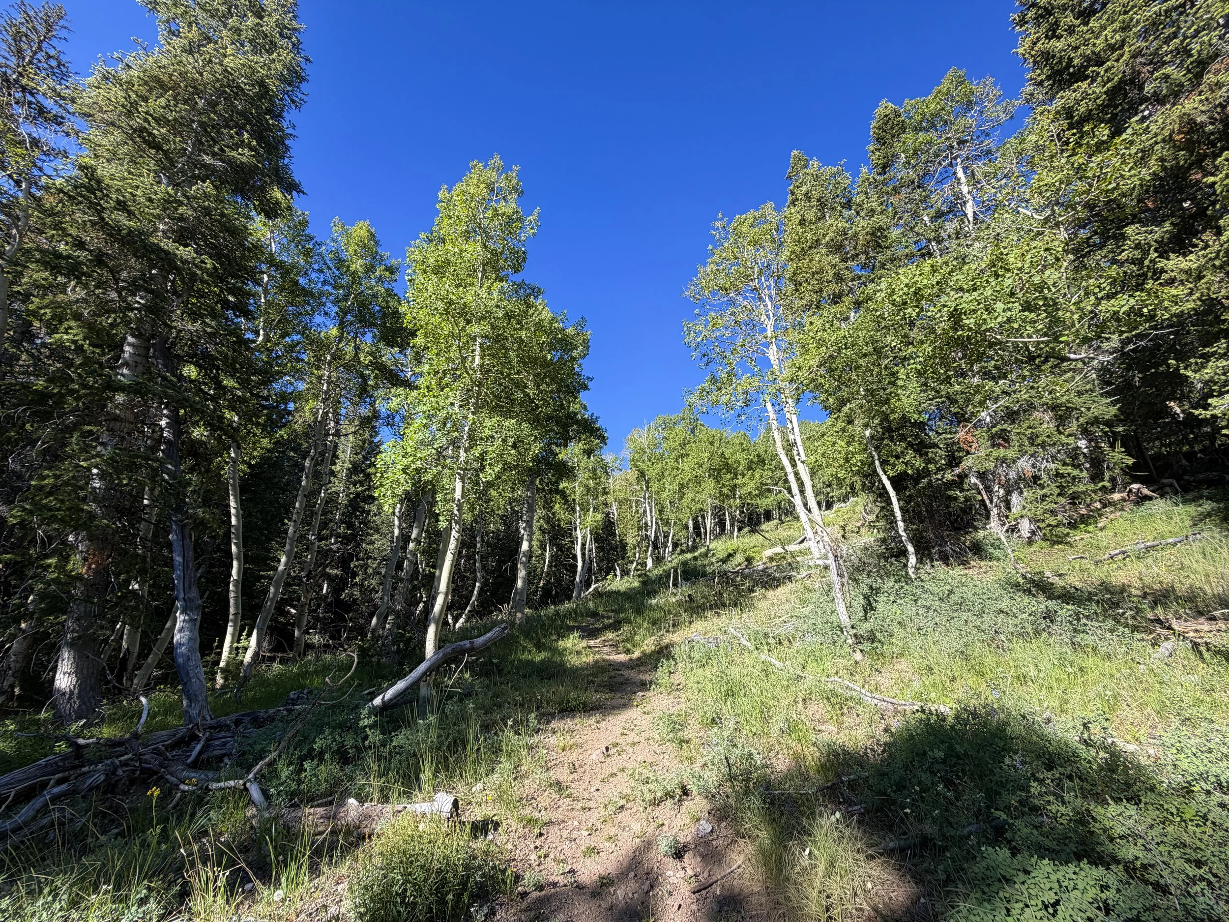 Upper Strawberry Trail Great Basin National Park Nevada