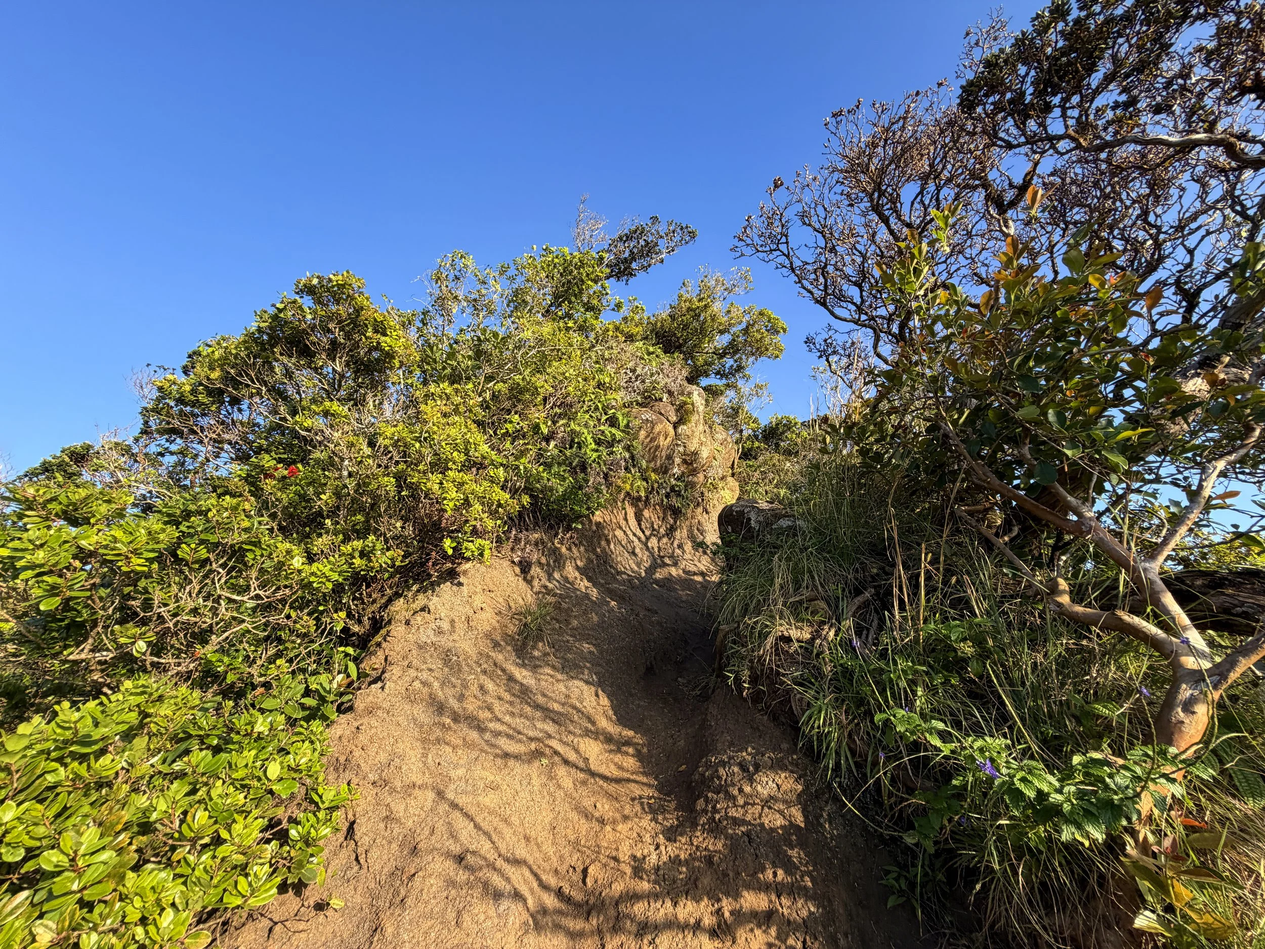 Back Way to Stairway to Heaven Moanalua Middle Ridge Hike Oahu Hawaii