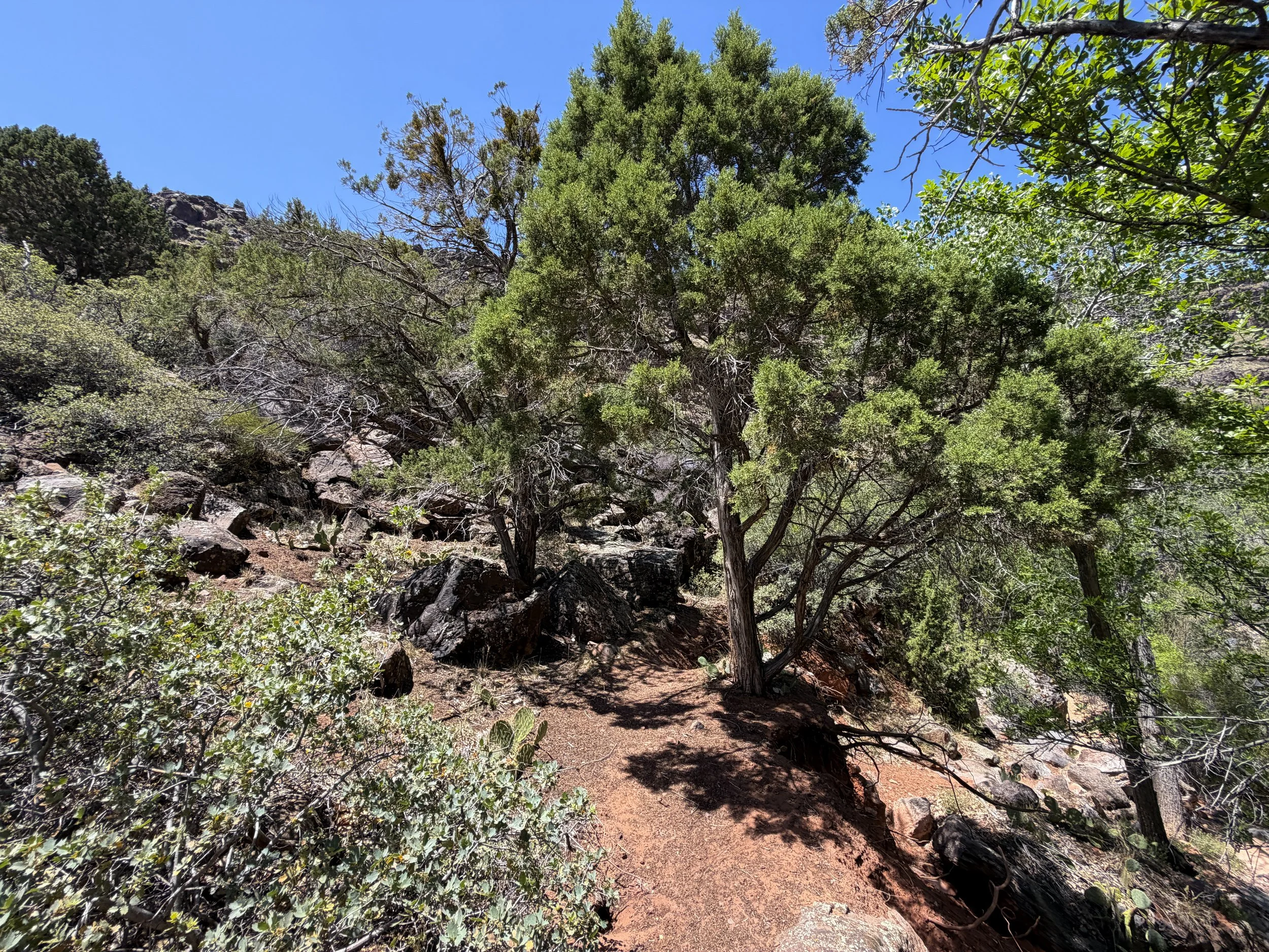Grapevine Trail to Left Fork Falls Zion National Park Utah