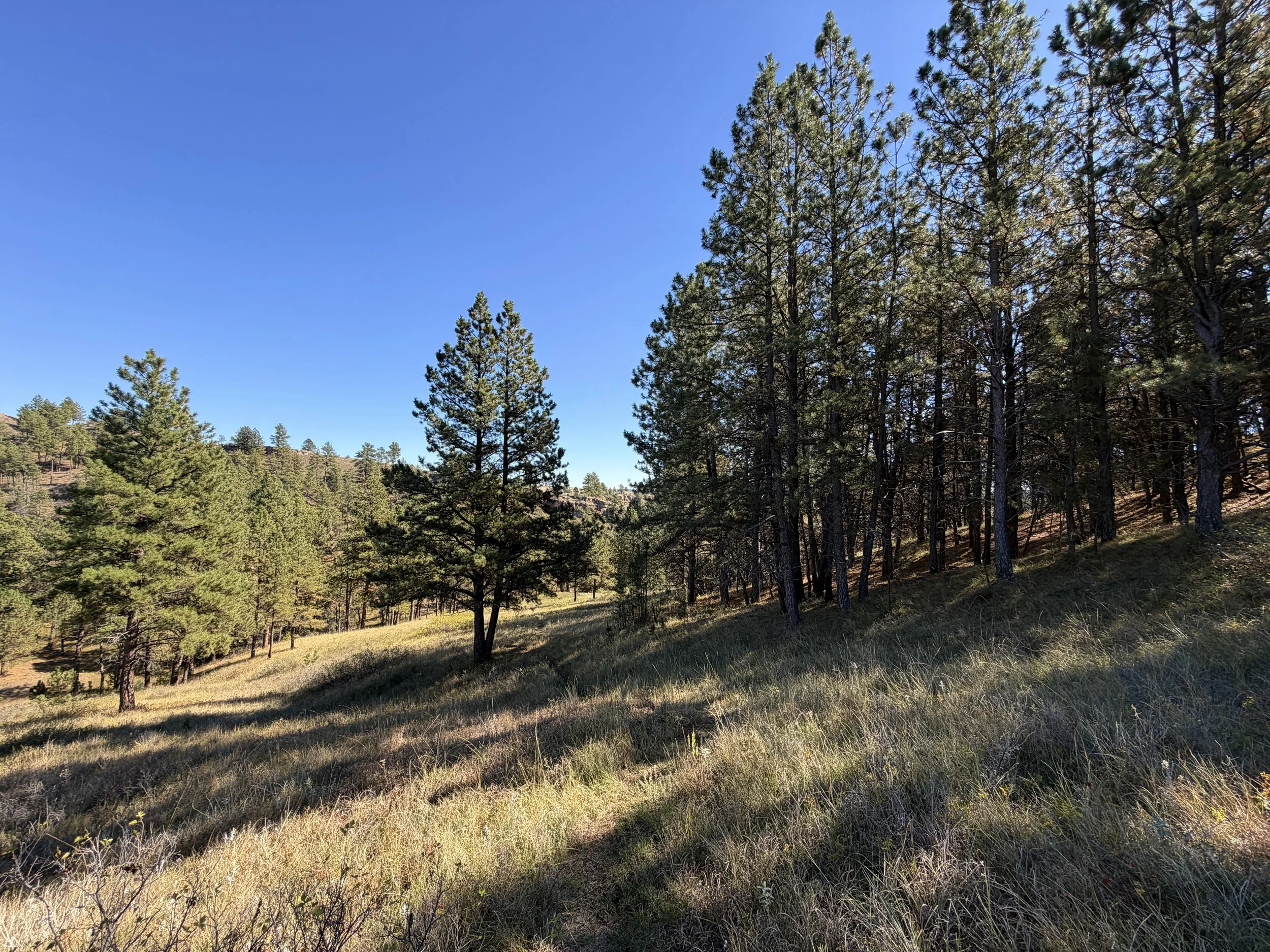 East Bison Flats Hike Wind Cave National Park South Dakota