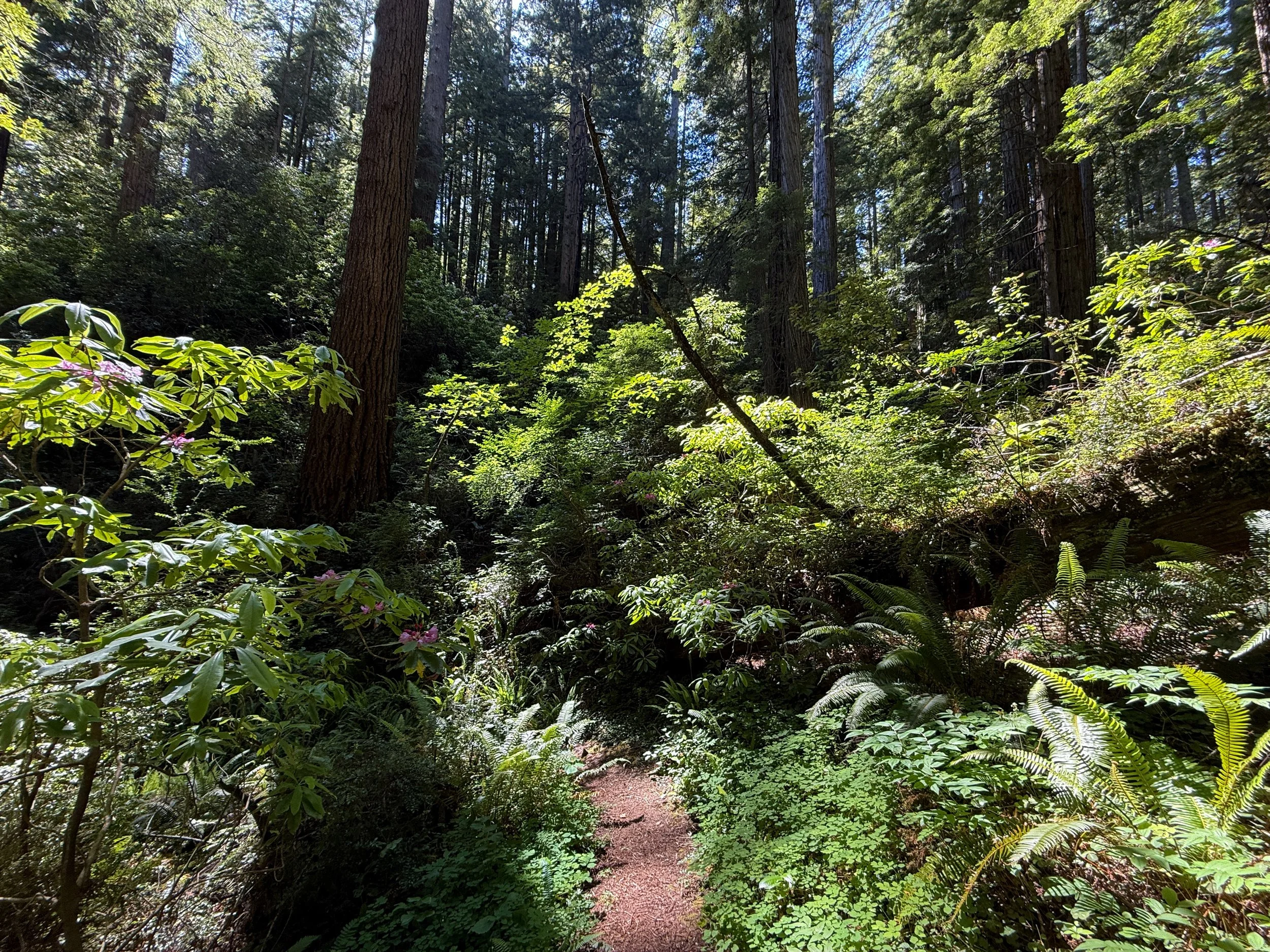 Hope Creek–Ten Taypo Loop Trail Prairie Creek Redwoods State Park California