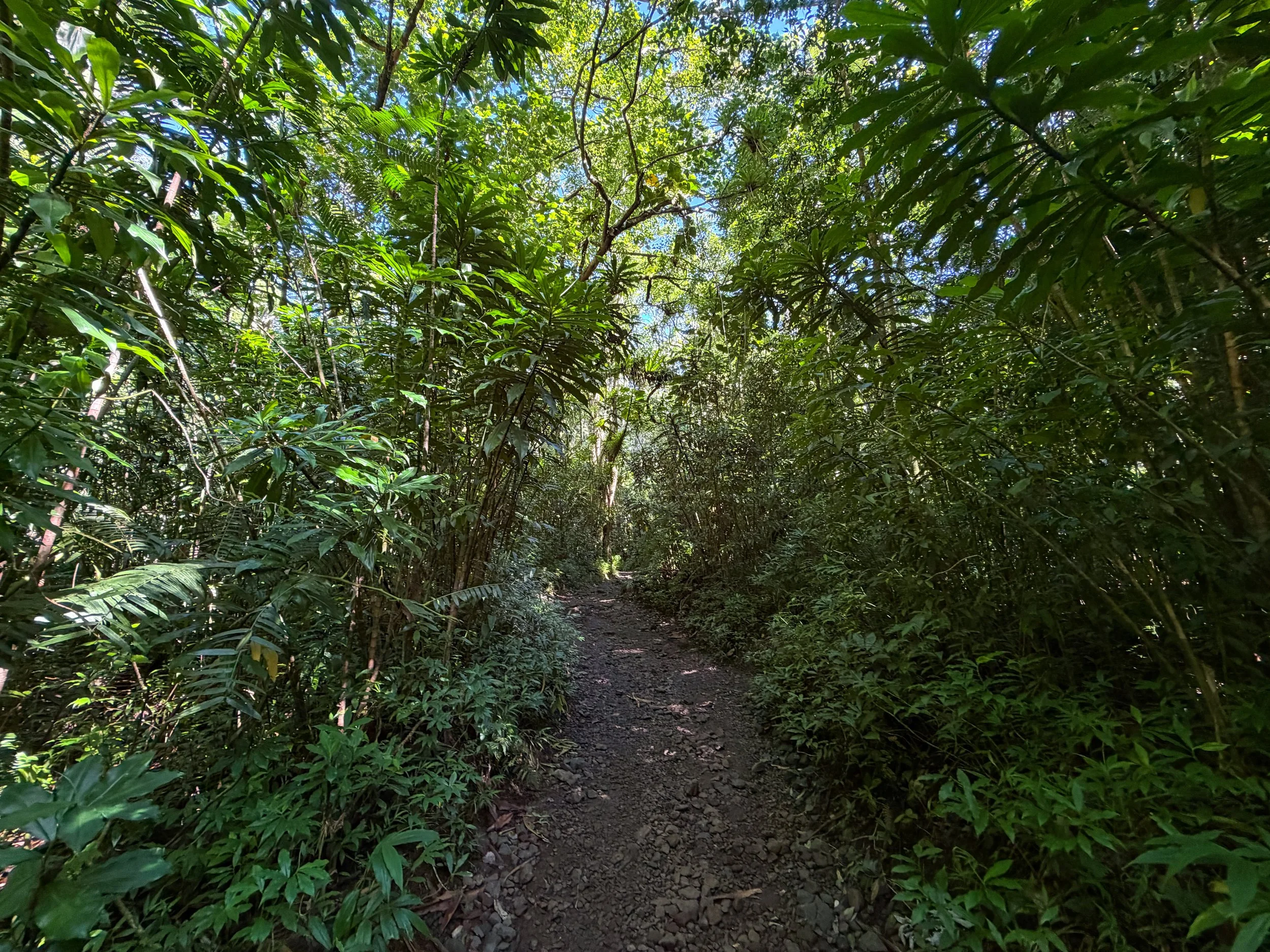 Manoa Falls Hike Oahu Hawaii