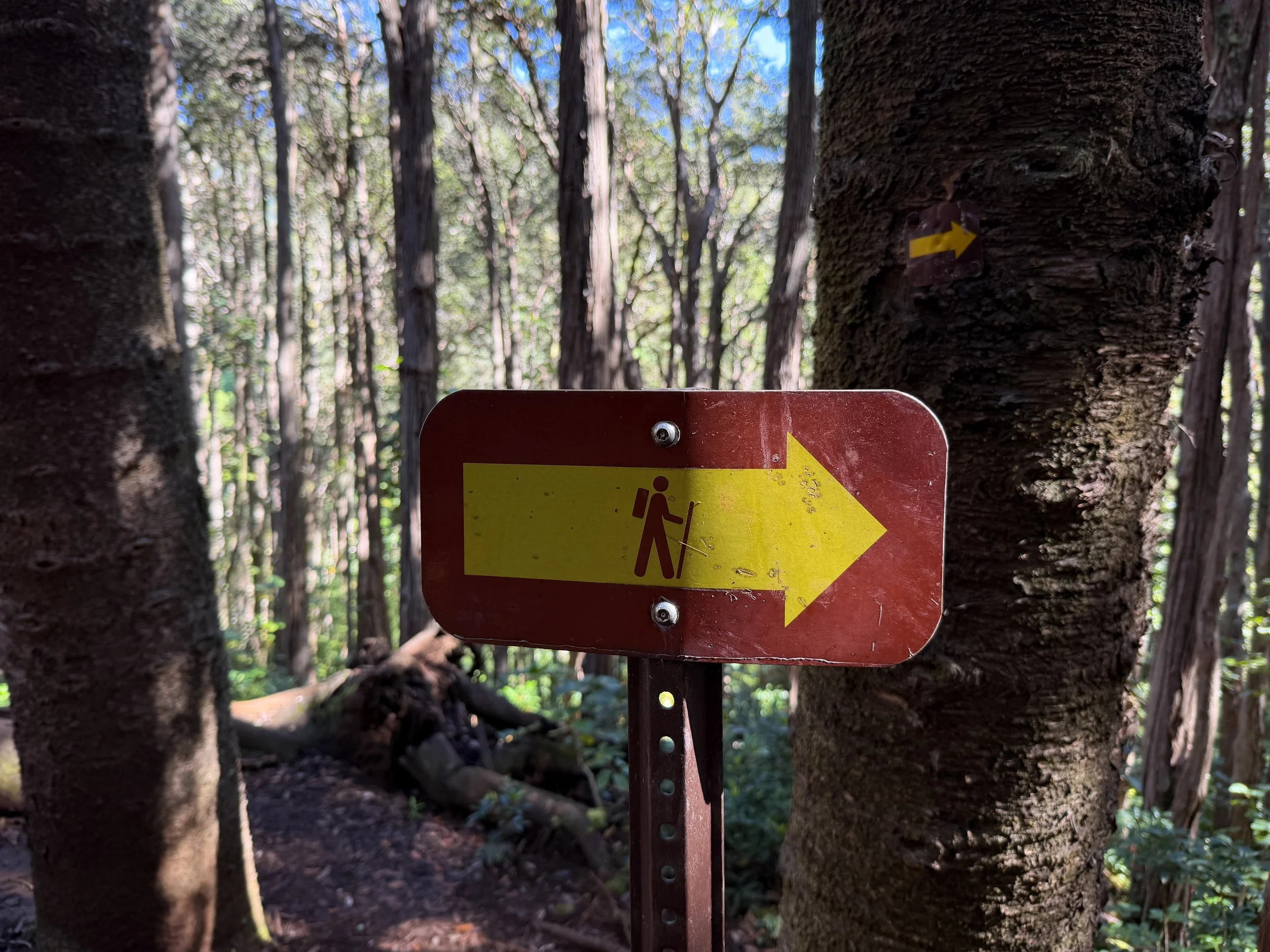 Judd Trail Oahu Hawaii