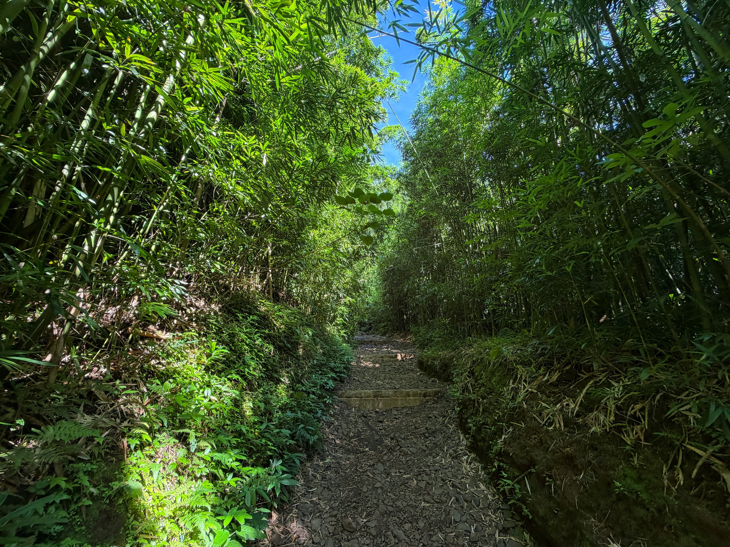 Manoa Falls Trail Oahu Hawaii