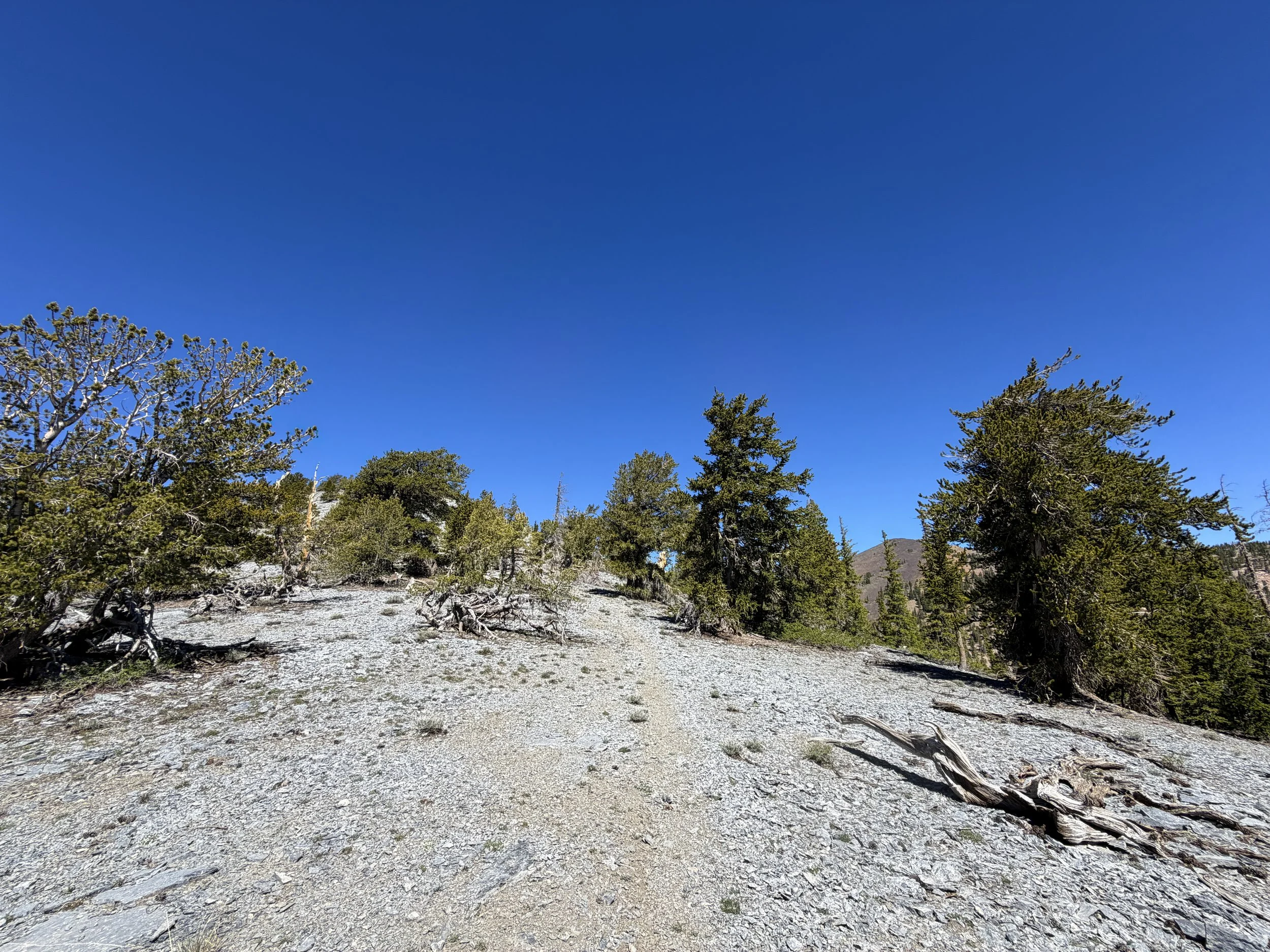 Snake Divide Trail to Magic Bristlecone Grove Great Basin National Park Nevada