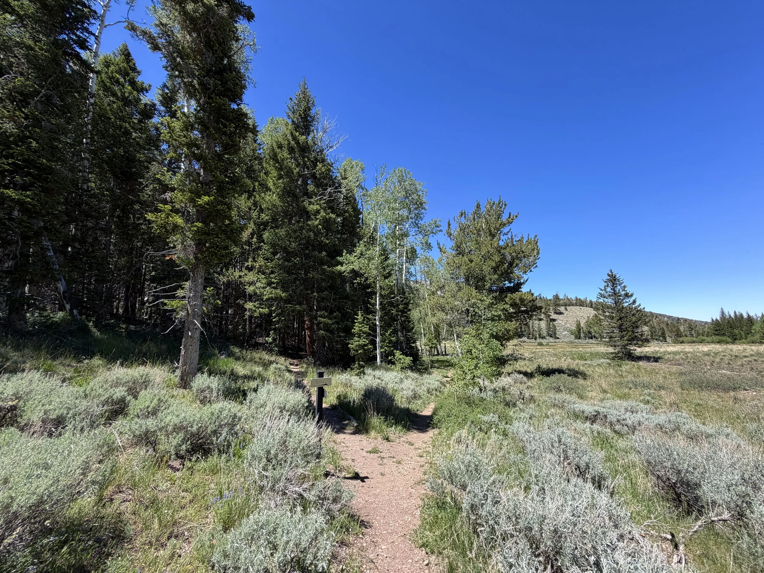 Timber Creek Loop Trail Great Basin National Park Nevada