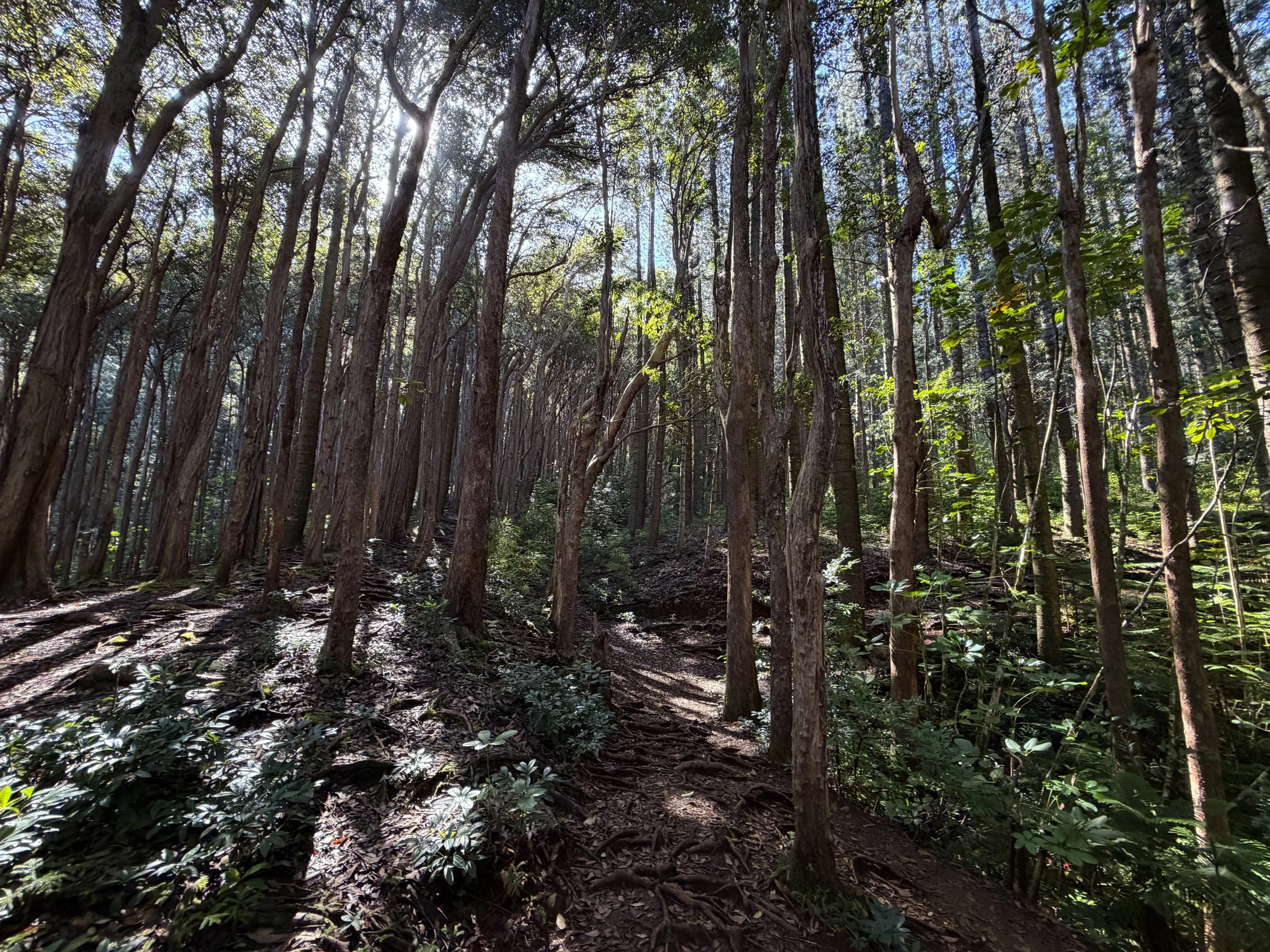 Judd Trail Oahu Hawaii