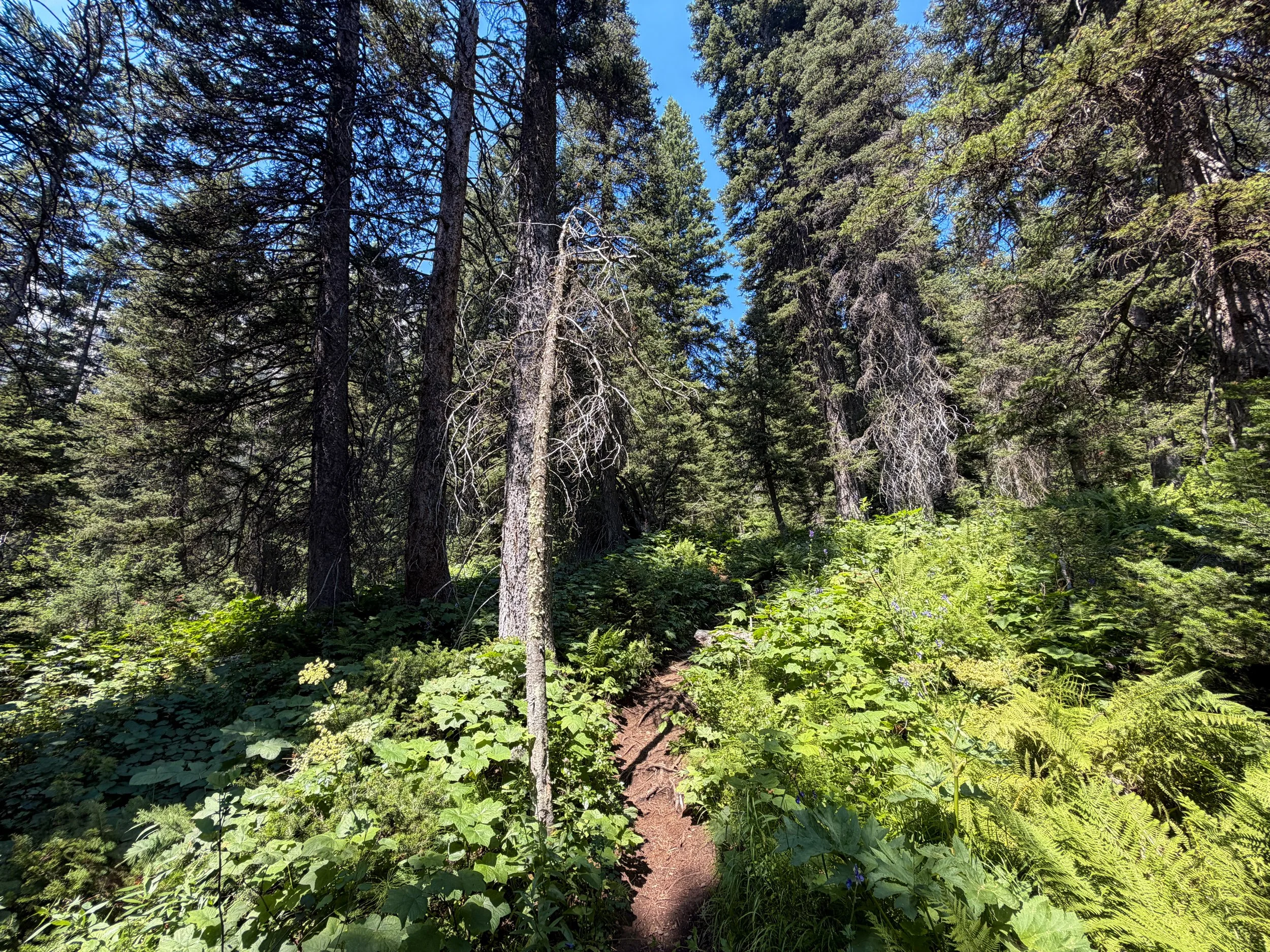 Lake of the Crags Trail Grand Teton National Park Wyoming
