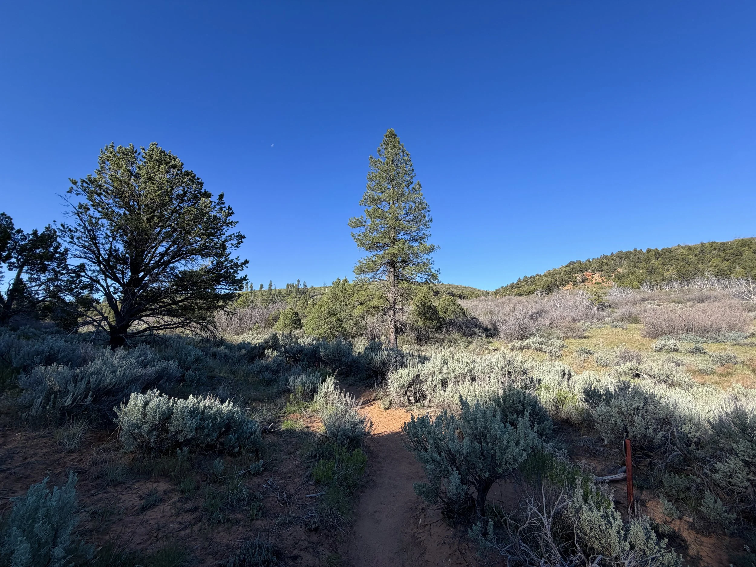 Deertrap Mountain Trail via Stave Spring Zion National Park Utah