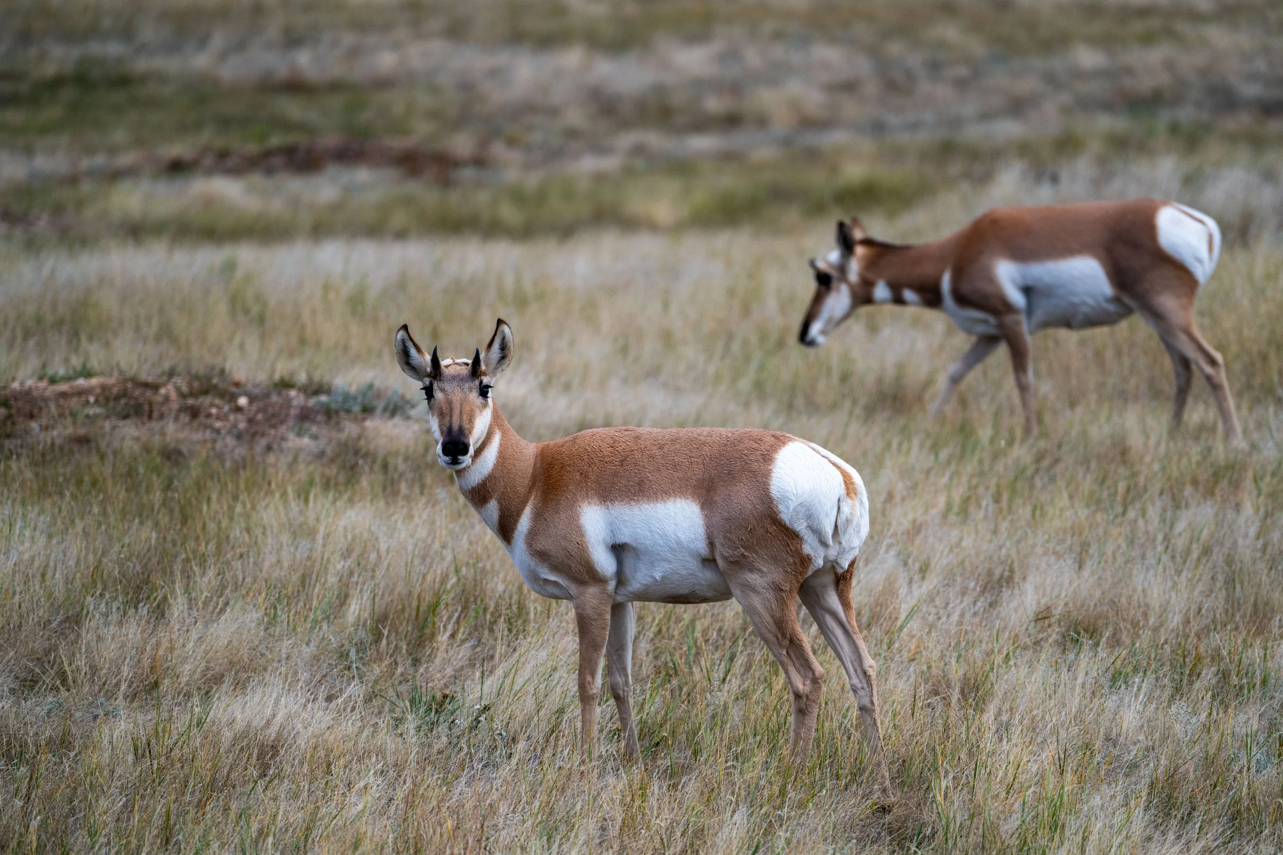 Pronghorn Highland Creek Trail Wind Cave National Park South Dakota