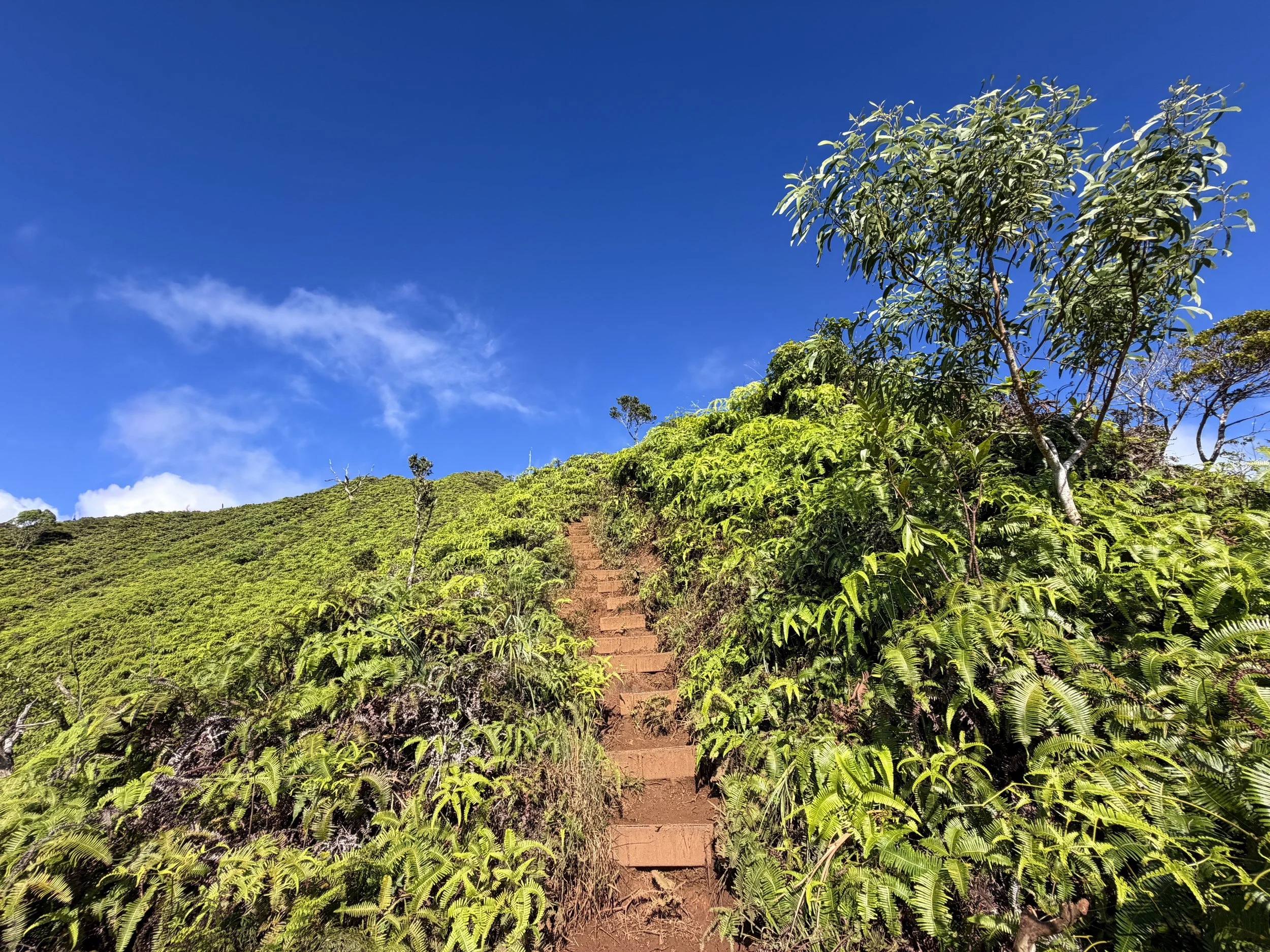 Wiliwilinui Ridge Hike Oahu Hawaii