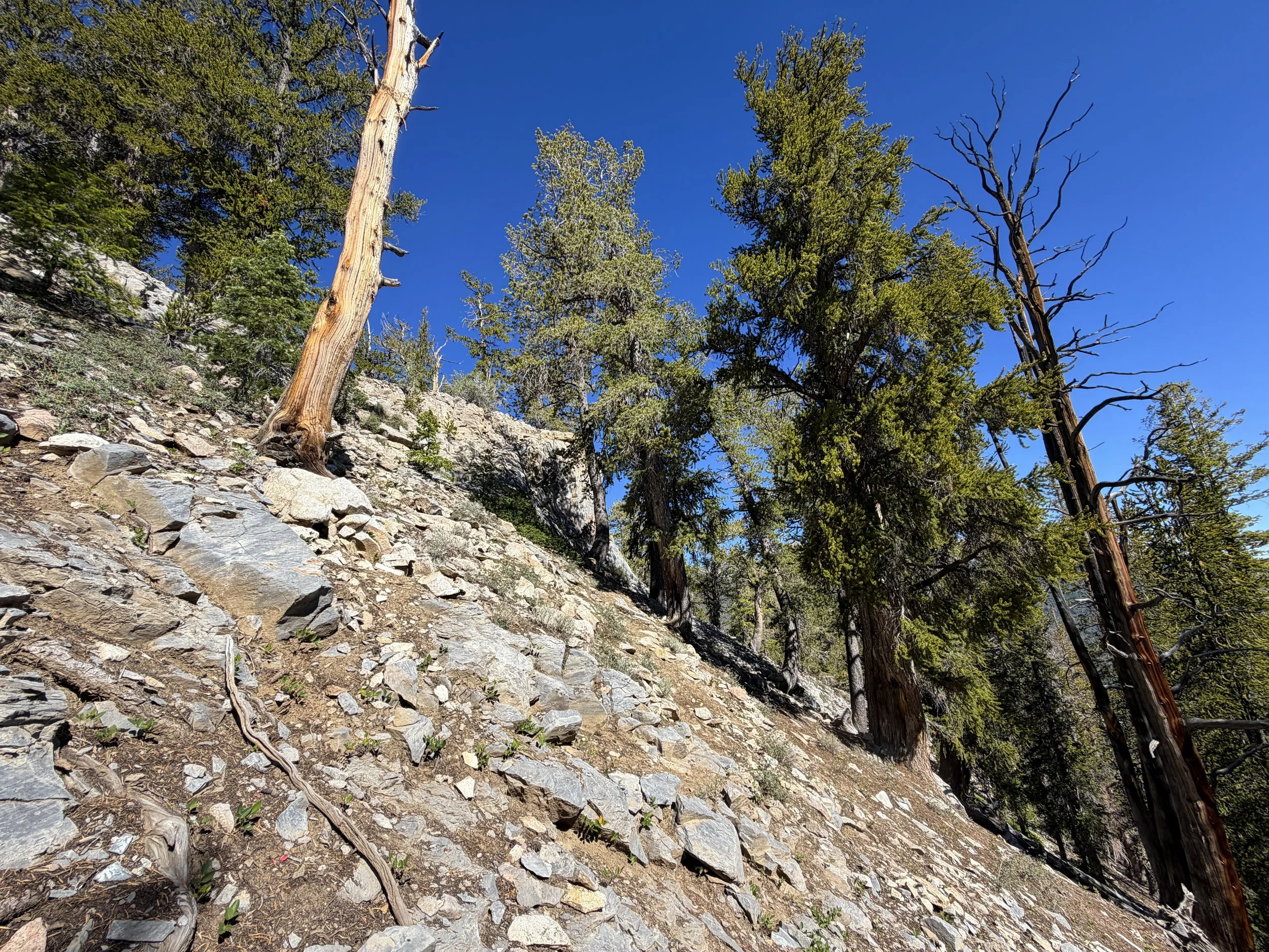 Snake Divide Trail Great Basin National Park Nevada