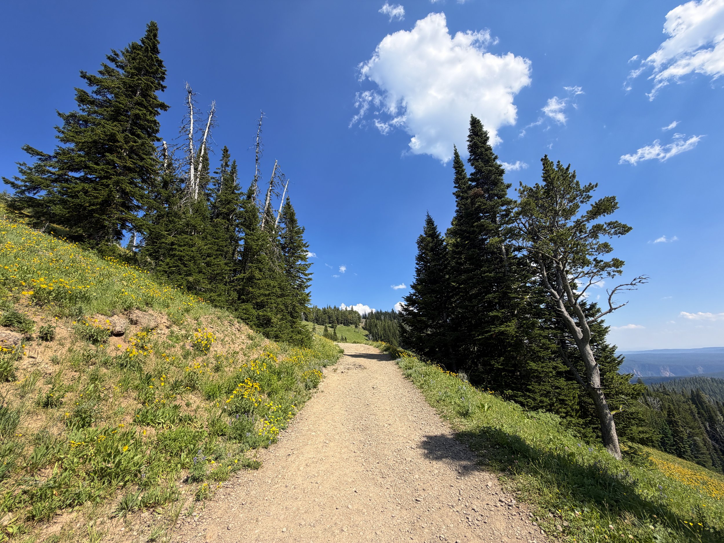 Mt. Washburn Trail via Dunraven Pass Yellowstone National Park Wyoming