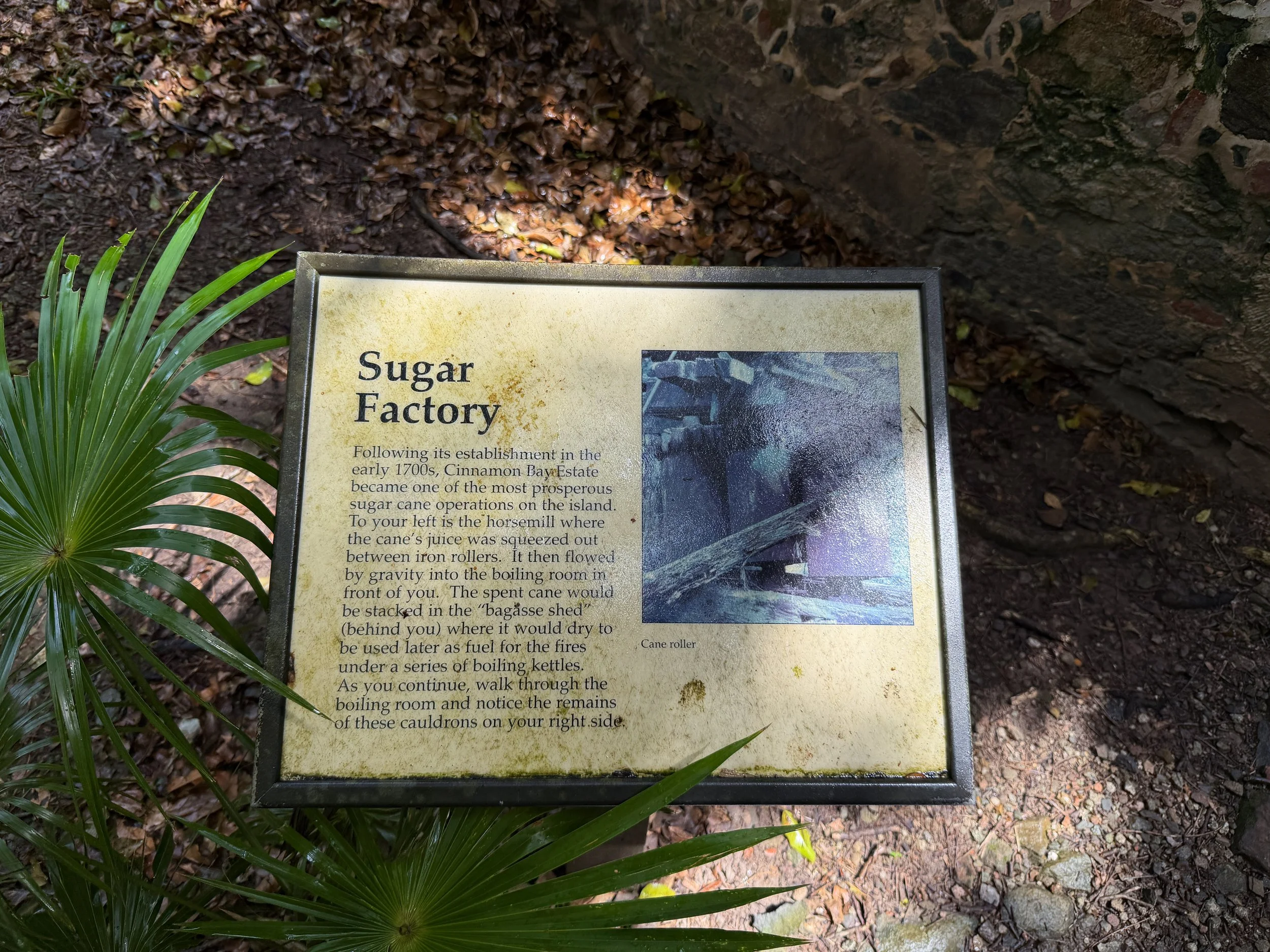 Cinnamon Bay Loop Trail Factory Ruins Virgin Islands National Park