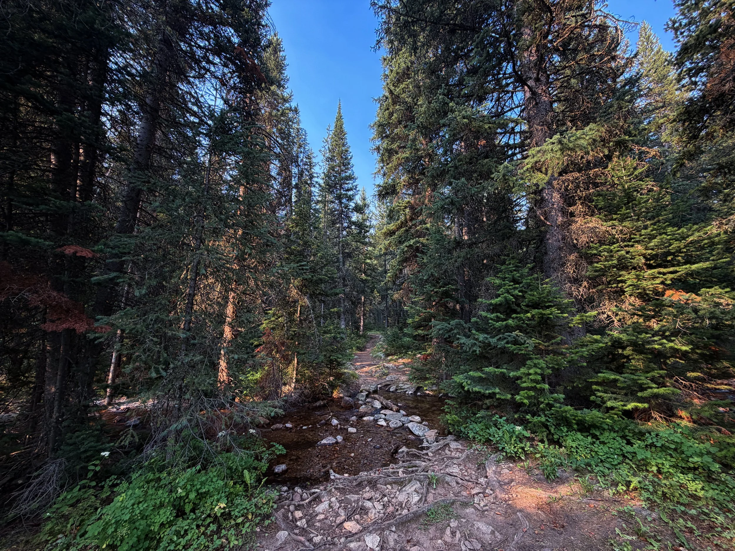 Beaten Path Trail Beartooth Mountains Montana