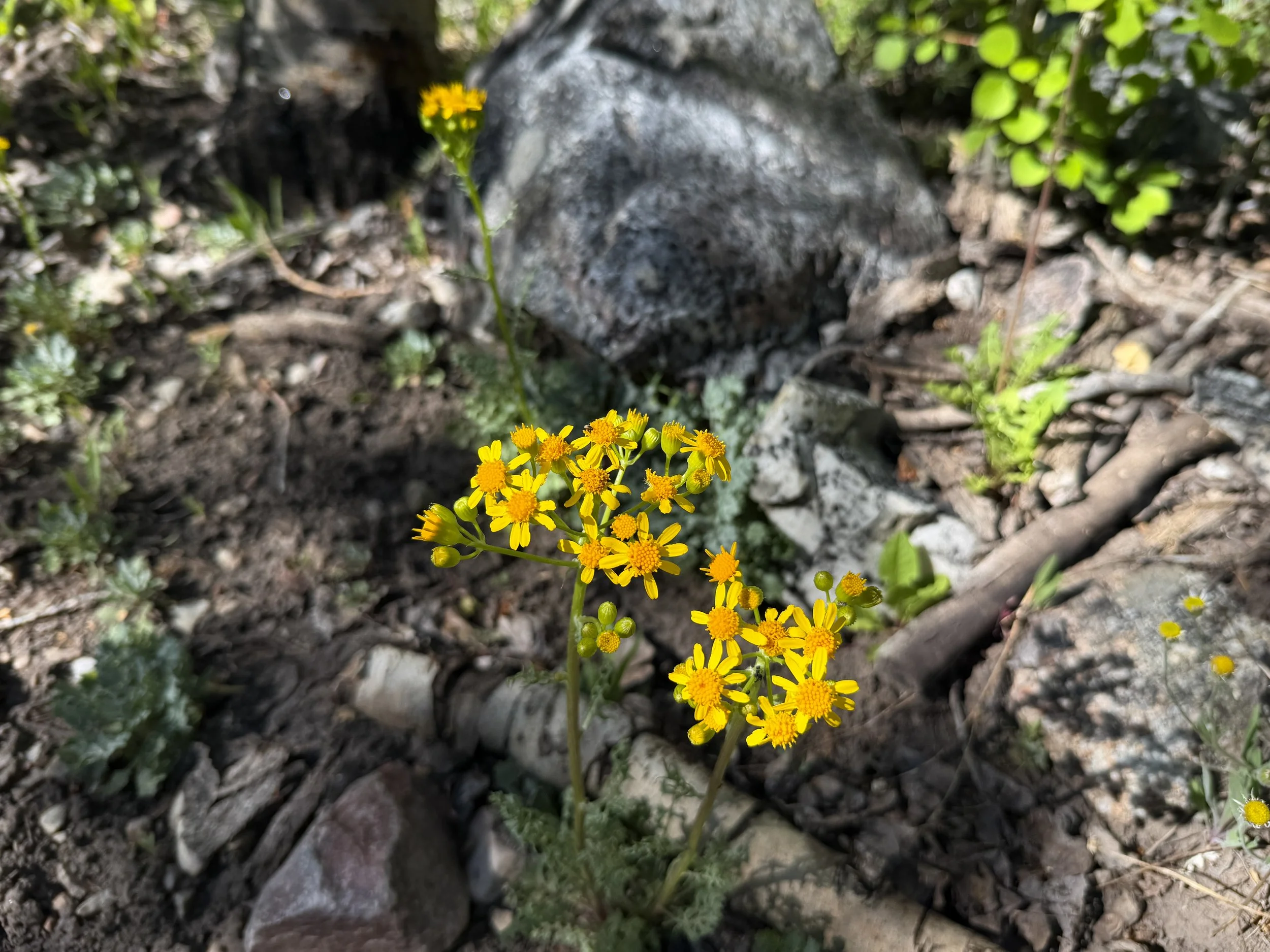 Lobeleaf Groundsel Packera multilobata